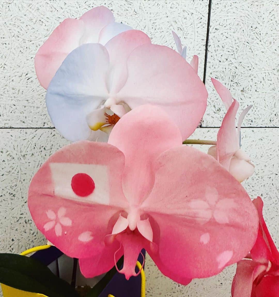一青妙さんのインスタグラム写真 - (一青妙Instagram)「来日中の台南市・黄偉哲市長から頂いた「蘭」のお花。 何と花びらに日本の国旗🇯🇵がありました。 蔡英文総統がウクライナ🇺🇦国旗色に染められた蘭を紹介したこともありました。  最新のナノテクノロジーを活用したこの技術は、台南にある世茂農業生技が開発しました。白い蘭の花びらを様々な模様に色付けられるとか。 桜もあってきれい(^^)🌸  @weiche946  @symon_orchids  #台南 #台南蘭花 #台南蘭花生物科技園區 #台湾」4月3日 16時28分 - hitototae