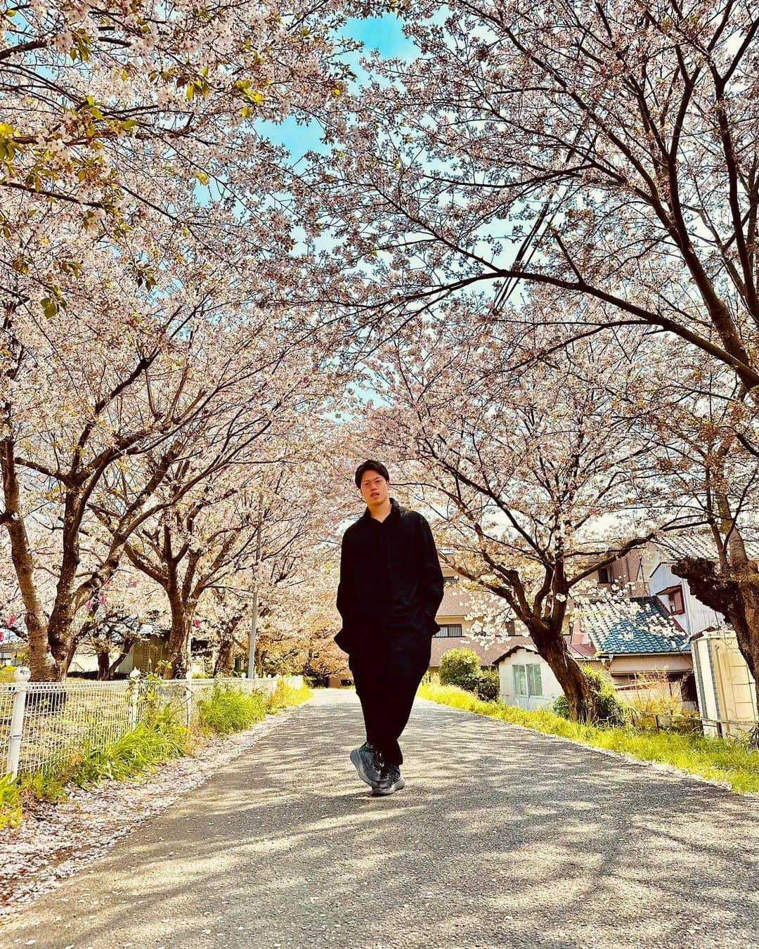 ゆーやのインスタグラム：「葉桜になってきましたね🌸  みんなは花見したかな？  僕はしてないです。😂  #桜#葉桜 #花見 #春」