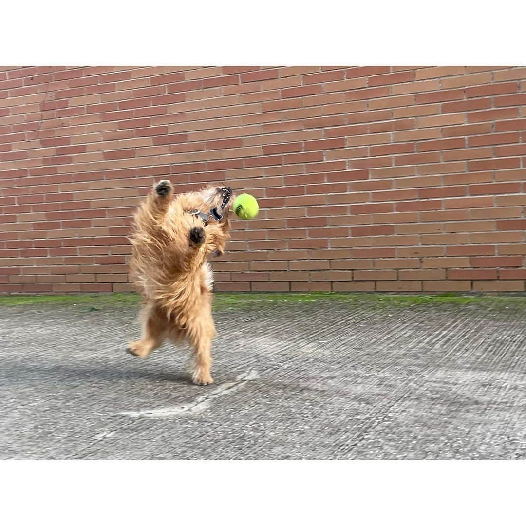 真野恵里菜さんのインスタグラム写真 - (真野恵里菜Instagram)「弟わんこが2歳になりました🐶👏🏻 誕生日の日はいつものフードに 鶏ササミとハート型の人参を2つ🥕 . . 毎日よく遊んでよく食べてよく寝て本当にパワフル！！ そして兄わんこのことが大好きで しつこくしすぎて毎日怒られてます😂 イタズラはすっかりしなくなって 甘え上手になりました🤭 . . 2歳も元気いっぱいで過ごせますように！！ #犬のいる暮らし #我が家の愛犬  #🐶 #dogstagram  #いぬすたぐらむ  #いつもありがとう」4月3日 16時38分 - erinamano_official