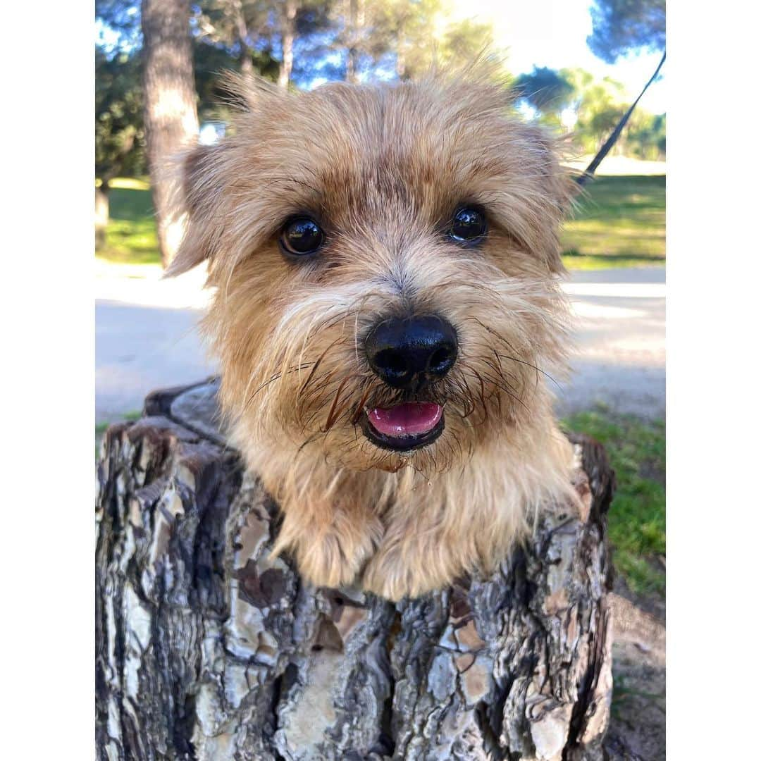 真野恵里菜さんのインスタグラム写真 - (真野恵里菜Instagram)「弟わんこが2歳になりました🐶👏🏻 誕生日の日はいつものフードに 鶏ササミとハート型の人参を2つ🥕 . . 毎日よく遊んでよく食べてよく寝て本当にパワフル！！ そして兄わんこのことが大好きで しつこくしすぎて毎日怒られてます😂 イタズラはすっかりしなくなって 甘え上手になりました🤭 . . 2歳も元気いっぱいで過ごせますように！！ #犬のいる暮らし #我が家の愛犬  #🐶 #dogstagram  #いぬすたぐらむ  #いつもありがとう」4月3日 16時38分 - erinamano_official