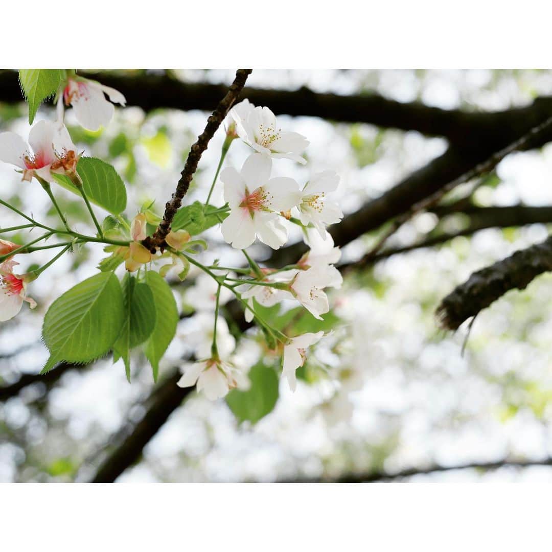 majikoのインスタグラム：「今年の桜、滑り込みで見れてよかった🌸😌」