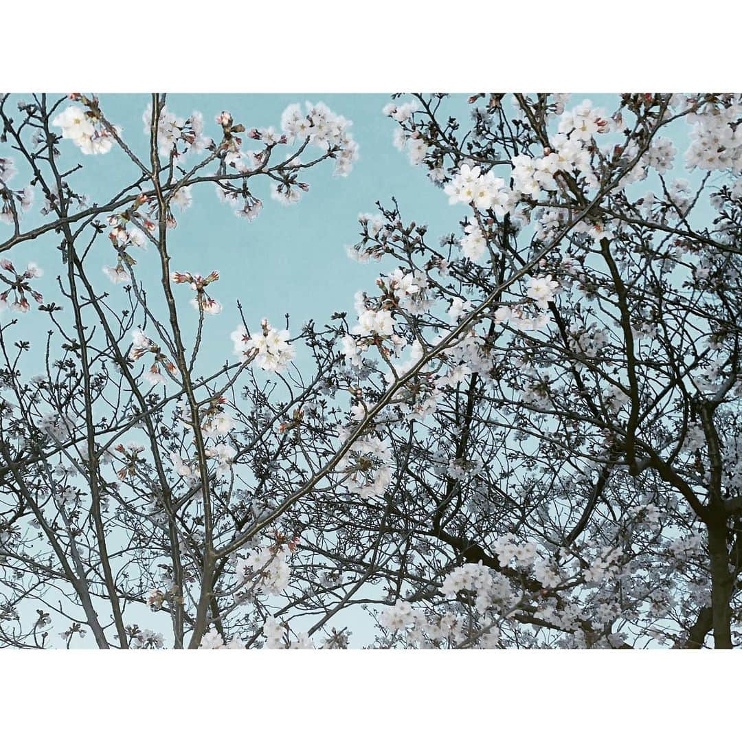 majikoさんのインスタグラム写真 - (majikoInstagram)「今年の桜、滑り込みで見れてよかった🌸😌」4月3日 16時39分 - _majiko_