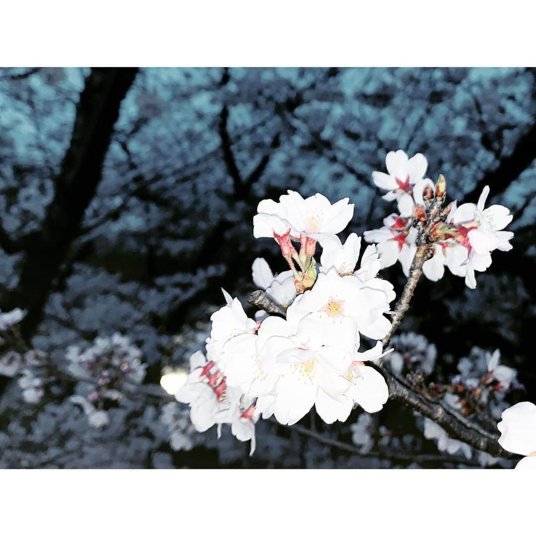 majikoさんのインスタグラム写真 - (majikoInstagram)「今年の桜、滑り込みで見れてよかった🌸😌」4月3日 16時39分 - _majiko_