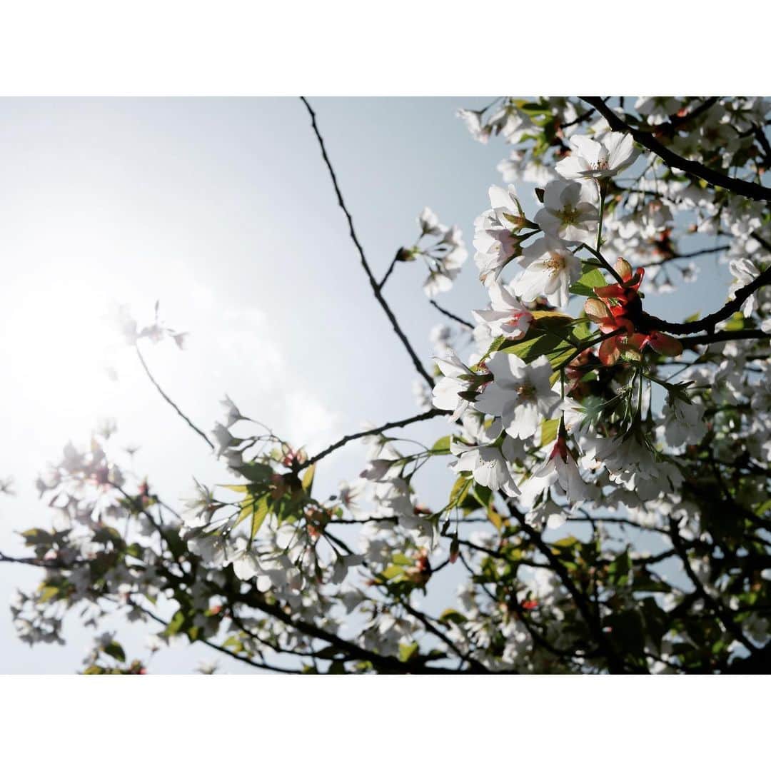 majikoさんのインスタグラム写真 - (majikoInstagram)「今年の桜、滑り込みで見れてよかった🌸😌」4月3日 16時39分 - _majiko_