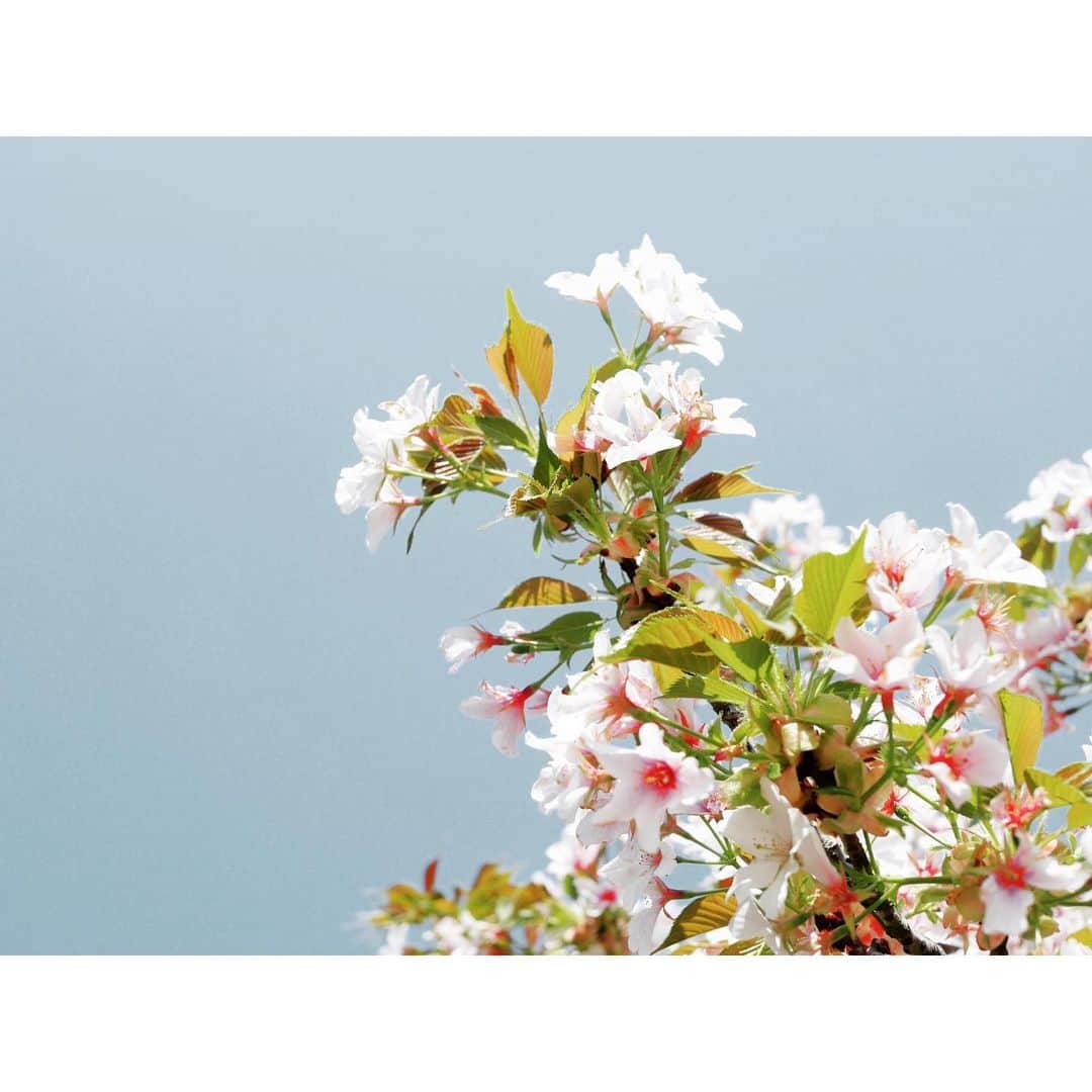 majikoさんのインスタグラム写真 - (majikoInstagram)「今年の桜、滑り込みで見れてよかった🌸😌」4月3日 16時39分 - _majiko_