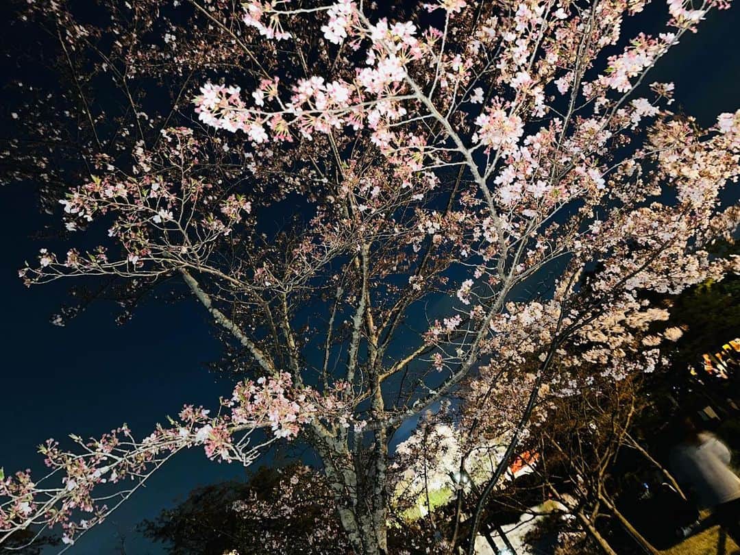ゆい/スターリーズさんのインスタグラム写真 - (ゆい/スターリーズInstagram)「夜桜🌃🌸  #starys #YouTube #youtuber #photo #star #osaka #スターリーズ #ユーチューブ #スターリーズゆい」4月3日 16時43分 - yui_starys