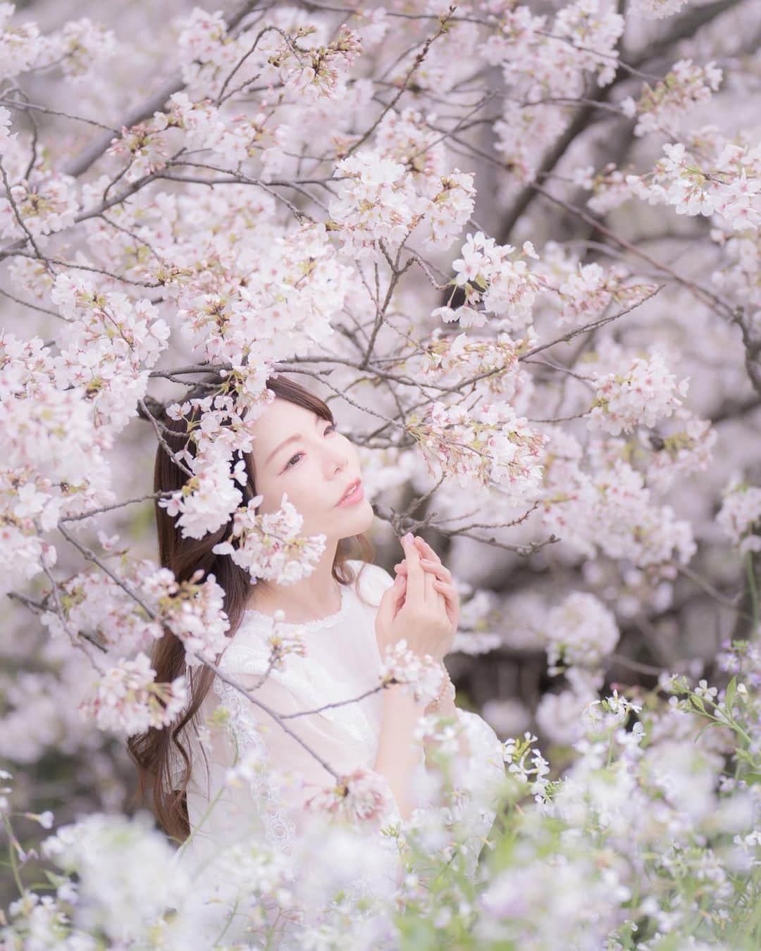 Mikaさんのインスタグラム写真 - (MikaInstagram)「『桜の髪飾り』  🌸🌸🌸  桜撮影まだまだ続きます。前線追いかけてる(*´∇｀*)  ・ ・ ・ photo by @makoko_1 📸 model @mikarin_portrait  ・ ・ ・ ・ follow me💋  #美花展 #ソメイヨシノ #桜ポートレート #桜とコラボ  #桜が好き  #桜満開 #被写体モデル #カメラ女子 #キリトリセカイ #ポートレートセレクション #ポートレート撮影 #被写体依頼受付中 #スクリーンに恋して #カメラマンさんと繋がりたい #被写体なります #ポートレートしま専科 #写真を止めるな #jp_portrait部 #japanesegirl #asiangirl #love_camera_club #asianbeauty #cherryblossomseason  #japanesecherryblossoms  #japanesesakura  #pocket_people #lovers_nippon_portrait #excellent_portraits #top_portrait_photo #pasha_magazine」4月3日 16時45分 - mika_portrait