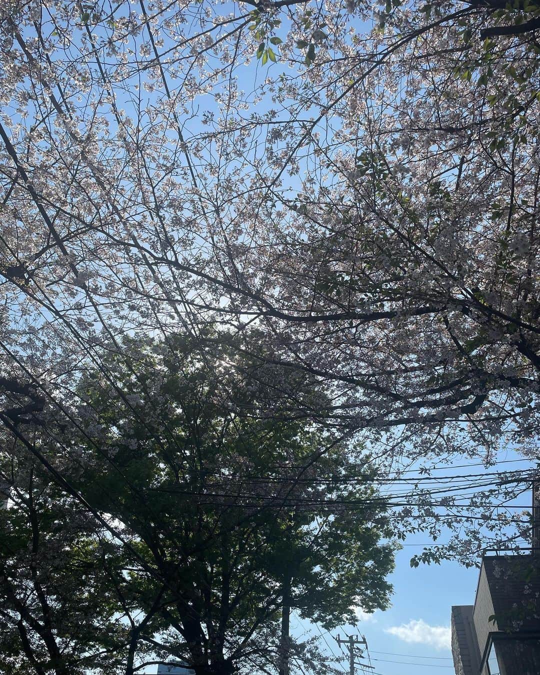 木下ココさんのインスタグラム写真 - (木下ココInstagram)「クラス前🌸 桜の綺麗な地元道に寄り道。 ・ シートでお花見🍡はしなくなったけど、毎日ちょこちょこ桜を見るスタイルで春の訪れを楽しんでます。 ・ 後何日楽しめるかな☺️ ・ ・ #桜 #お花見 #木下ココ」4月3日 16時53分 - cocot_chan