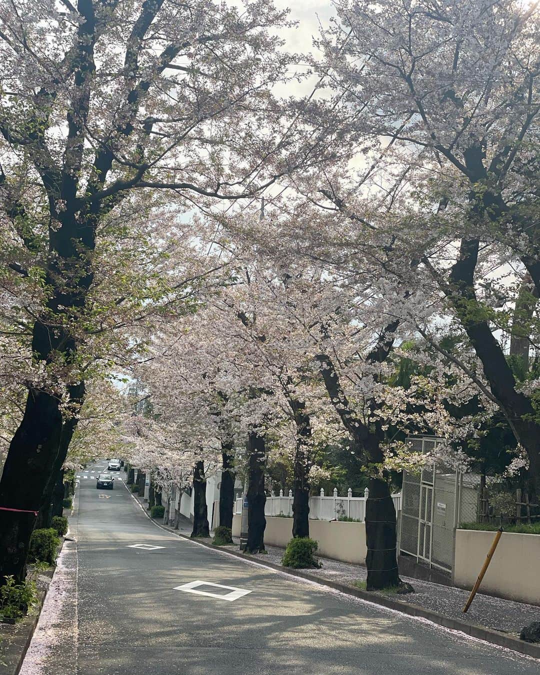 木下ココさんのインスタグラム写真 - (木下ココInstagram)「クラス前🌸 桜の綺麗な地元道に寄り道。 ・ シートでお花見🍡はしなくなったけど、毎日ちょこちょこ桜を見るスタイルで春の訪れを楽しんでます。 ・ 後何日楽しめるかな☺️ ・ ・ #桜 #お花見 #木下ココ」4月3日 16時53分 - cocot_chan