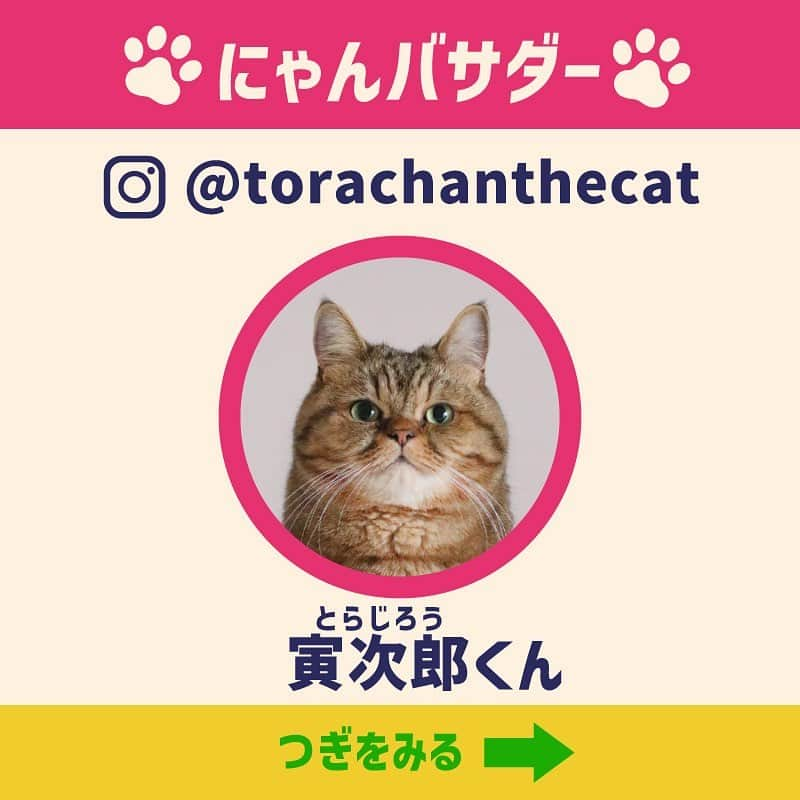 awesomestoreさんのインスタグラム写真 - (awesomestoreInstagram)「オーサムストア公式「わんバサダー」「にゃんバサダー」第2期生が決定しました！ 2023年10月までの半年間活動していただくネコちゃんをご紹介します🐱！  -----------  🏅おもちちゃん　@kinakomochi_withanko 🏅ししまるくん @mamio.56 🏅寅次郎（とらじろう）くん @torachanthecat 🏅まろんくん @kijimaro 🏅モカちゃん @manchikannomoka  -----------  詳しくは特設ページをチェック！  #オーサムストア #awesomestore #ペット #ペットウェア #わんちゃん #ねこちゃん #わんバサダー #にゃんバサダー #036pets #犬のいる暮らし #猫のいる暮らし #アンバサダー」4月3日 17時21分 - awesomestore_jp