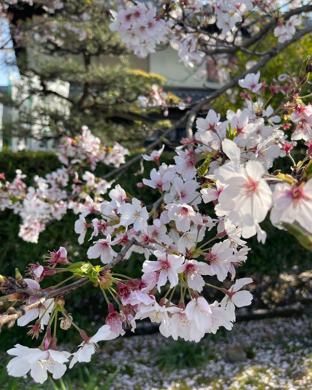 荒木麻里子さんのインスタグラム写真 - (荒木麻里子Instagram)「週末は愛知県へ。 目的地の最高気温を見たら26度😳 桜もびっくりな暑さでしたが、 車から見える景色は桜一色で癒されました🌸 綺麗目だけど着やすくて、 鞄に入れてもシワにならない @myu____official のトップスが大活躍👏 色や形が豊富なのも嬉しい😉 . 久しぶりに会ったお友達と遊園地に行き、 子供達も大喜びでした🎡💓 . . . #myu_pr #myu公式モデル #ママコーデ #ママファッション #犬山モンキーパーク #春休みの過ごし方 #２児ママ」4月3日 17時29分 - marilyn198612