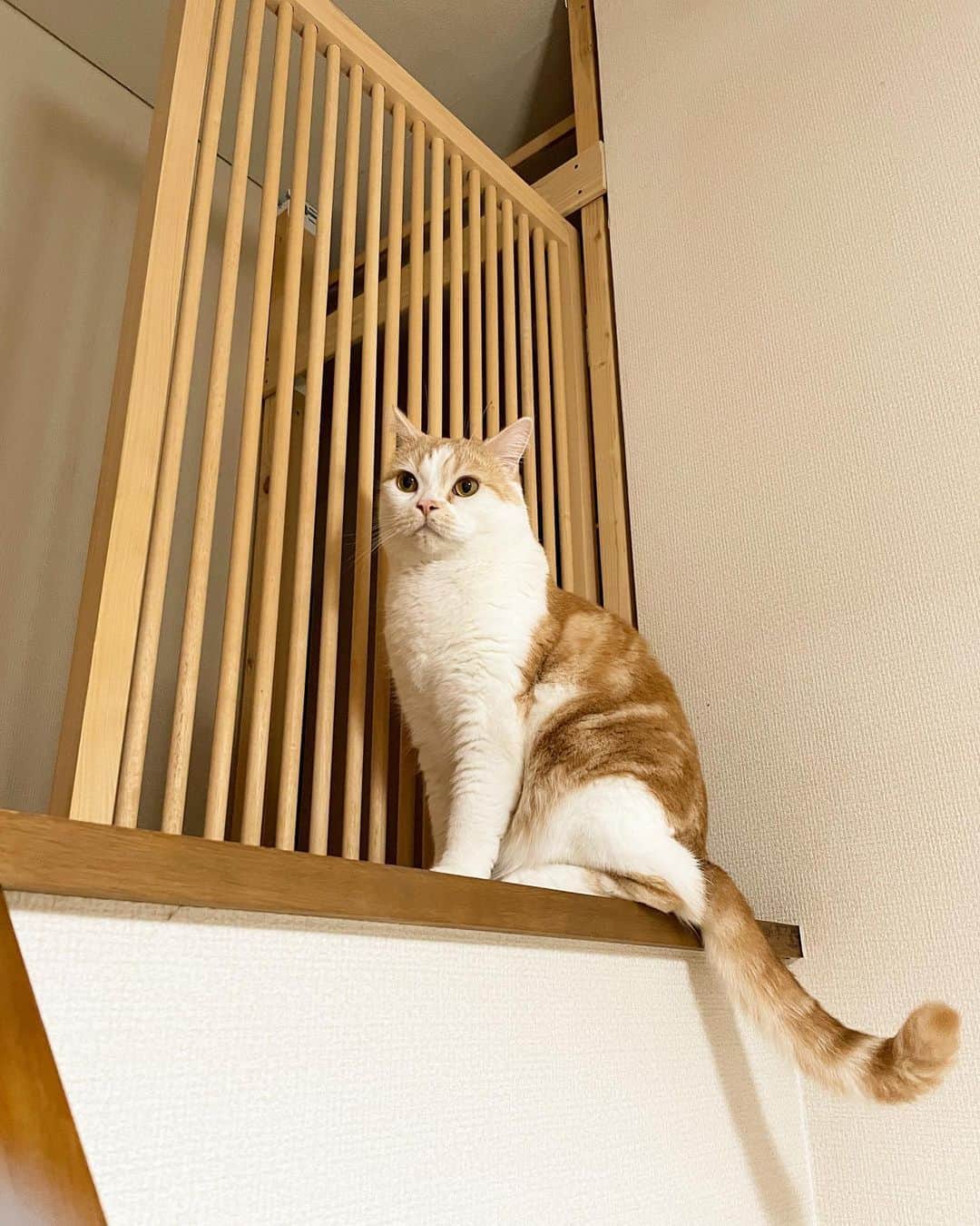 にゃんすくんのインスタグラム：「最近のお気に入りの場所。 階段上から落ちないかヒヤヒヤする。  #タマヒュン」