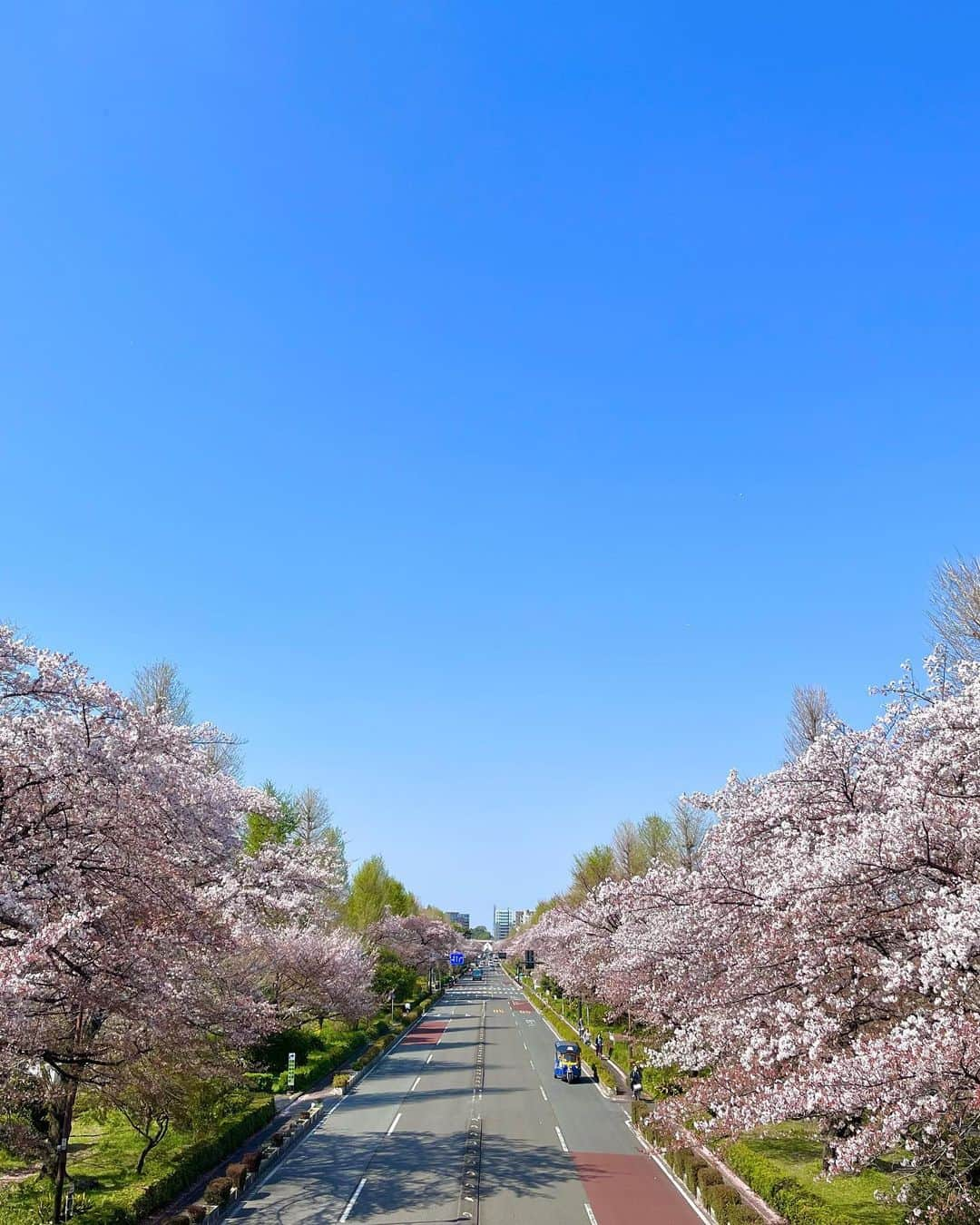 氏原ワタルさんのインスタグラム写真 - (氏原ワタルInstagram)「抜ける様な青空に舞い散る桜と新緑 一本道を走り抜けるトゥクトゥク 気持ち良い花見散歩であった  #国立市 #花見🌸」4月3日 17時37分 - wataru_ujihara