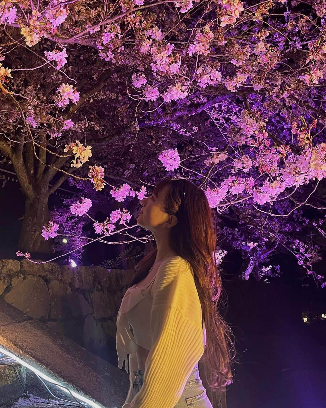 畑中萌衣さんのインスタグラム写真 - (畑中萌衣Instagram)「京都の夜桜🩶」4月3日 17時37分 - 11mei_