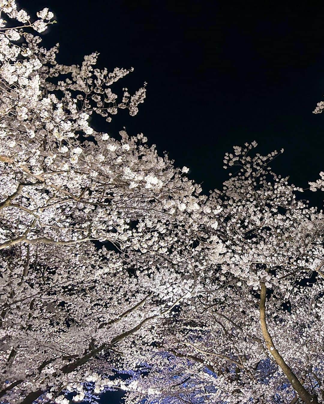 中川知香さんのインスタグラム写真 - (中川知香Instagram)「🌸 高田公園の夜桜！とーっても久しぶりに観に行けました。桜に無関心でとにかく遊びたがる甥っ子と姪っ子。  #中川知香」4月3日 17時43分 - chikanakagawa_official
