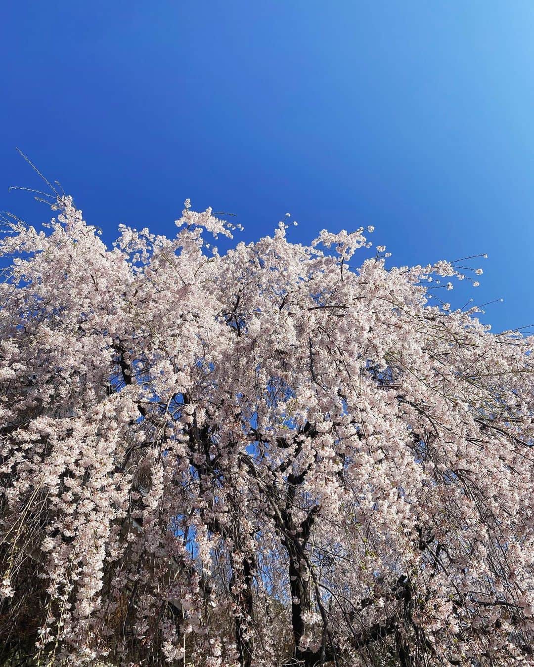 天翔愛のインスタグラム：「新しいはじまりの月。 沢山のおめでとうが溢れるこの季節が大好きです  私は音大4年生になりました。  おめでとうに関わっている皆さん、 心よりおめでとうございます㊗️🌸 素晴らしい出発となりますように✨ ⁡ 満開の桜がスタートを教えてくれました。 すっかり春だなあ🌸 ⁡ #千本桜 #新年度も頑張りましょう」
