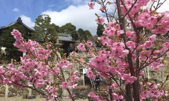 City of Kyoto Official Accountさんのインスタグラム写真 - (City of Kyoto Official AccountInstagram)「📷#京都西山グラム 春のインスタキャンペーン2023🌸   ①大原野保勝会のInstagramアカウント（@oharanohoshokai ）をフォロー ②「寺社」や「飲食店」などのキャンペーン対象スポットで素敵な写真を撮影 ③指定のハッシュタグを付けてInstagramに投稿  応募者の中から、花手水発祥の柳谷観音楊谷寺の「年間入山券」を抽選で８名様にプレゼント！   ▼詳細はこちら https://totteoki.kyoto.travel/events/8862/」4月3日 17時57分 - visit_kyoto