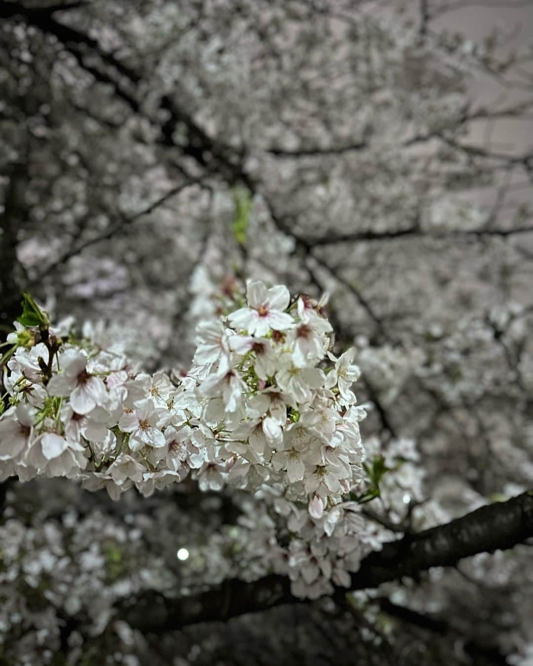 大塚稜馬さんのインスタグラム写真 - (大塚稜馬Instagram)「🌸🌱」4月3日 17時51分 - otk_rym