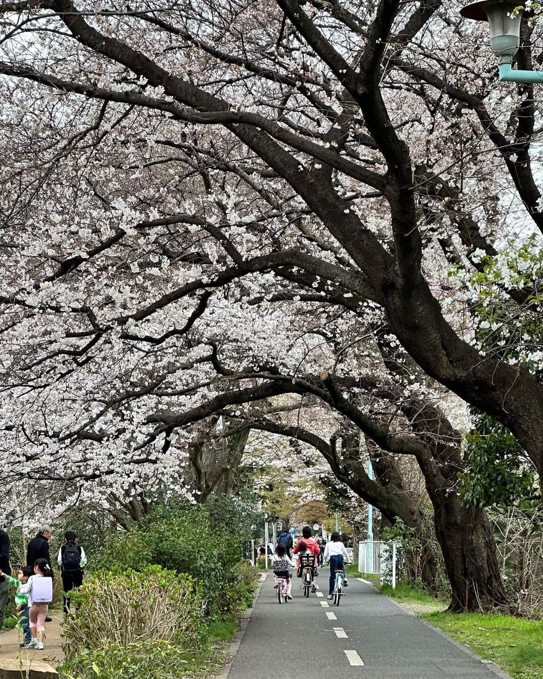 大塚稜馬のインスタグラム：「🌸🌱」