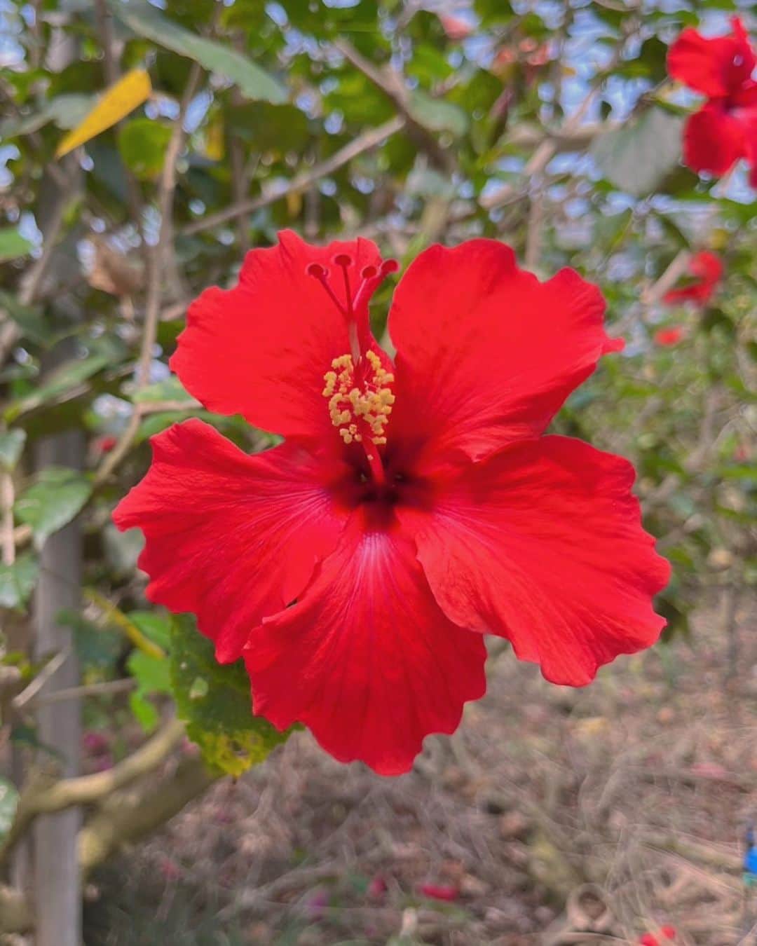 森田麻恵さんのインスタグラム写真 - (森田麻恵Instagram)「もう帰ってきてますが、もう少しだけ宮古島旅行の思い出投稿を！  咲き乱れるブーゲンブリアの中でお花見🤍  その昔109のアルバローザに通い、ハイビスカス柄のキャミワンピに憧れてた私としては、たくさんの色とりどりの南国のお花を愛でれて幸せでした🌺🌺🌺😂  パパと息子たちも、思いの外じっくり楽しんでいて行ってみて良かった！  #宮古島　#ユートピアファーム宮古島 #花が好き　#アルバローザ世代　 #ハイビスカス　#ポスカで描いてたよ #伝わる人少ないね #flowers #momlife #trip #familytrip #miyakoisland」4月3日 17時53分 - morita_mae