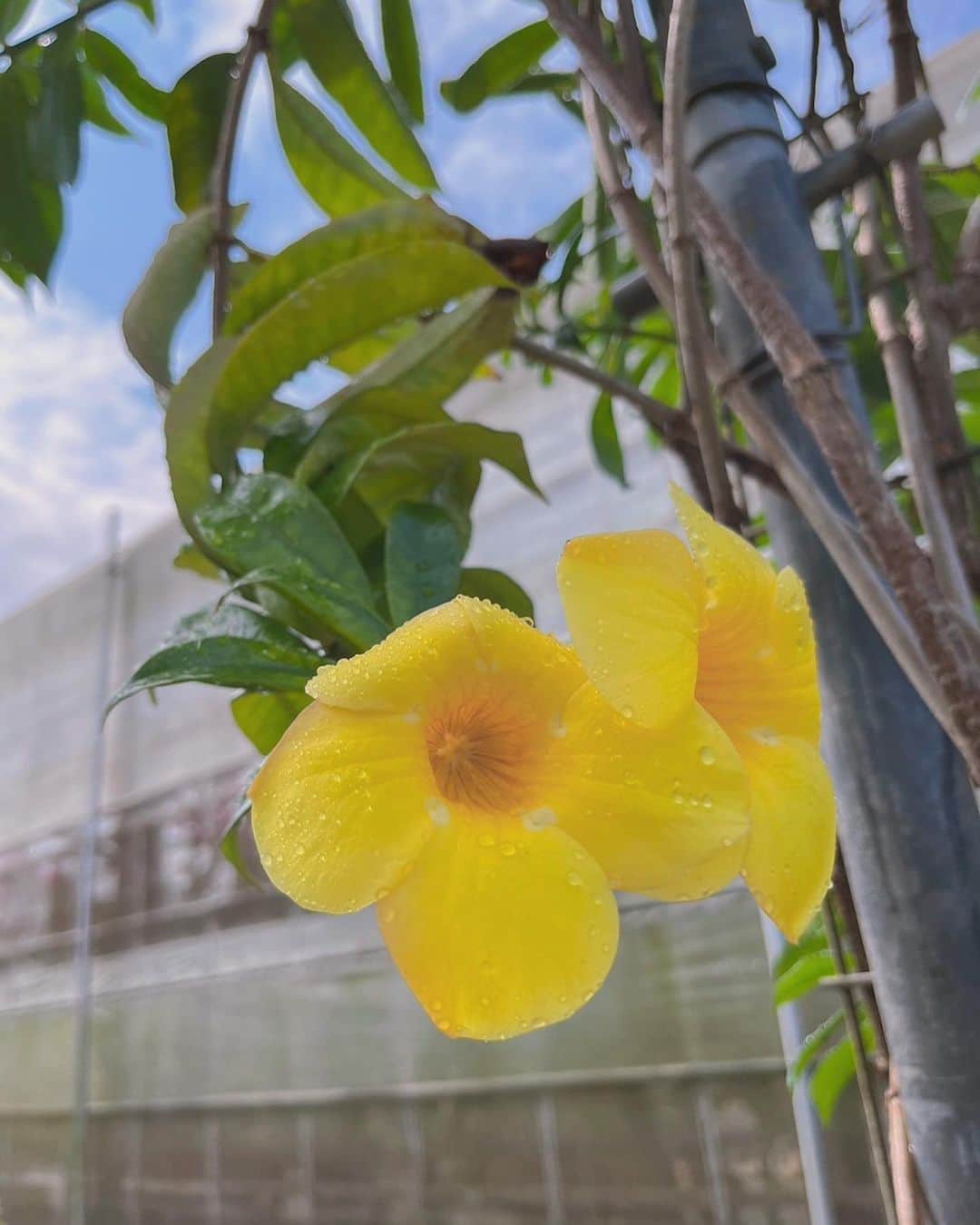 森田麻恵さんのインスタグラム写真 - (森田麻恵Instagram)「もう帰ってきてますが、もう少しだけ宮古島旅行の思い出投稿を！  咲き乱れるブーゲンブリアの中でお花見🤍  その昔109のアルバローザに通い、ハイビスカス柄のキャミワンピに憧れてた私としては、たくさんの色とりどりの南国のお花を愛でれて幸せでした🌺🌺🌺😂  パパと息子たちも、思いの外じっくり楽しんでいて行ってみて良かった！  #宮古島　#ユートピアファーム宮古島 #花が好き　#アルバローザ世代　 #ハイビスカス　#ポスカで描いてたよ #伝わる人少ないね #flowers #momlife #trip #familytrip #miyakoisland」4月3日 17時53分 - morita_mae