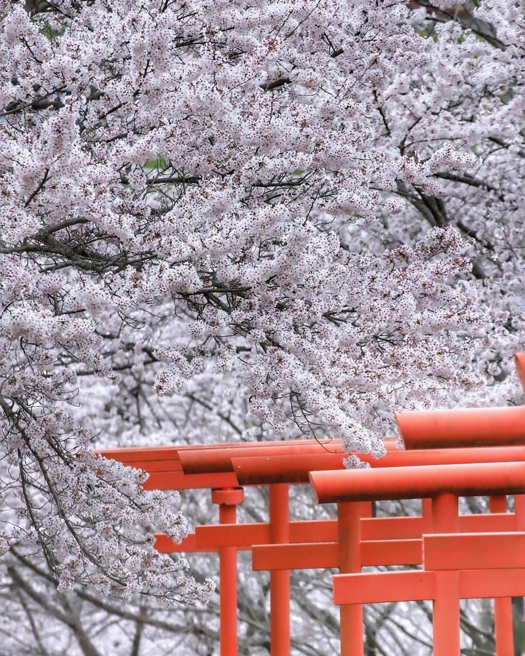 Visit Wakayamaのインスタグラム：「. The striking red torii gates of Marutaka Inari Shrine contrast with the soft pink cherry blossoms, for a perfect picture. 📸 @sunset.beach_ 📍 Marutaka Inari Shrine, Wakayama」