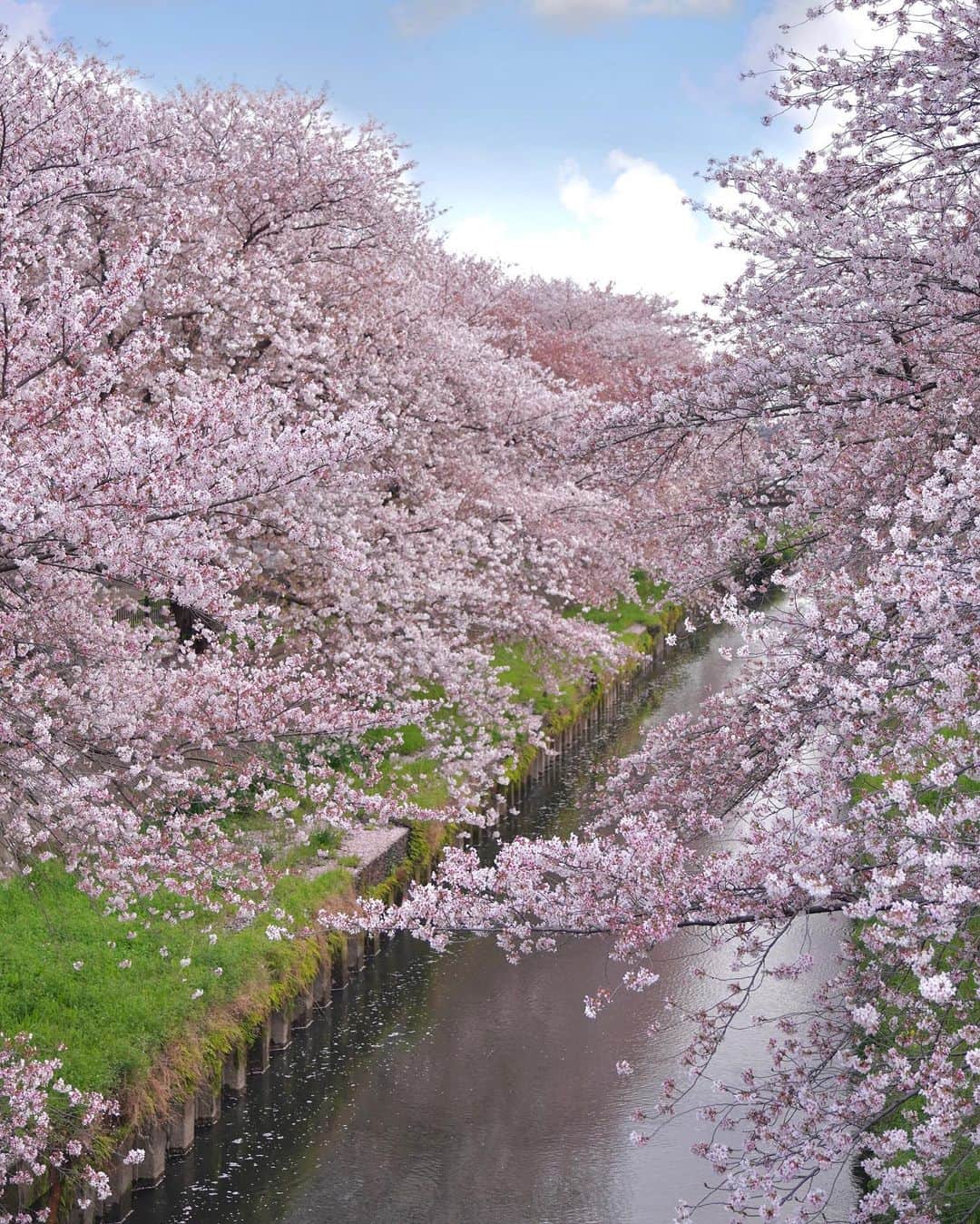 くまくまくまさんのインスタグラム写真 - (くまくまくまInstagram)「・ もう桜散っちゃうけど、  草食系男子オレオくん(桜や草いっぱい食べちゃう😂😂)と 記念写真撮れて嬉しい〜🍪♡  #桜#桜並木#河津桜#コーギーのいる暮らし#コーギー癒し#犬バカ#ウェルシュコーギー#ウェルシュコーギーペンブローク#韓国ファッション#カジュアルコーデ#カジュアルファッション#帽子コーデ#帽子好き#着こなしコーデ#着こなし#日常穿搭#穿搭分享#穿搭日記#ootdshare#お花見#映えスポット#雰囲気推してください#雰囲気女子#インスタ映え#コーギーラブ#コーギー大好き#犬バカ部#ミラーレスのある生活」4月3日 18時07分 - dango_kuma