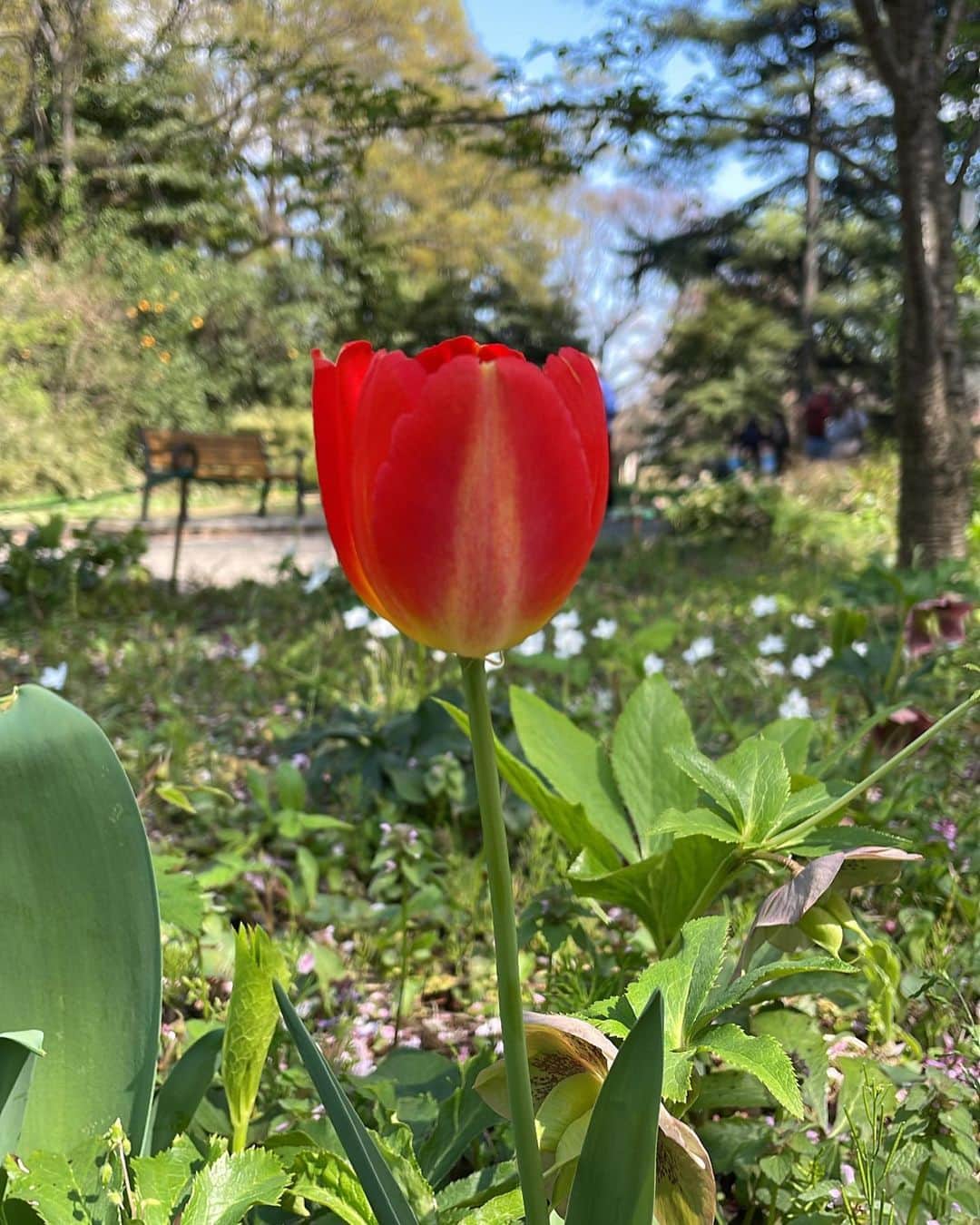 花楓さんのインスタグラム写真 - (花楓Instagram)「晴れ。 ってだけで上がるね。 暖かいしね🌸  春の風を感じれました🦭🌷  次は新緑、新緑です🌿📣  #春休み」4月3日 18時09分 - _caede_