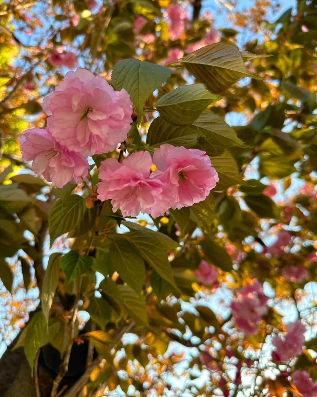 葉月ゆめさんのインスタグラム写真 - (葉月ゆめInstagram)「八重桜 🌸 ぽんぽん、ふりふりしてて可愛い。 毎年楽しみにしているから 今年も見る事ができて大満足 ☺️  ファンの皆さまとお花見する会とかあったら とっても楽しそう！」4月3日 18時09分 - yume_hazuki
