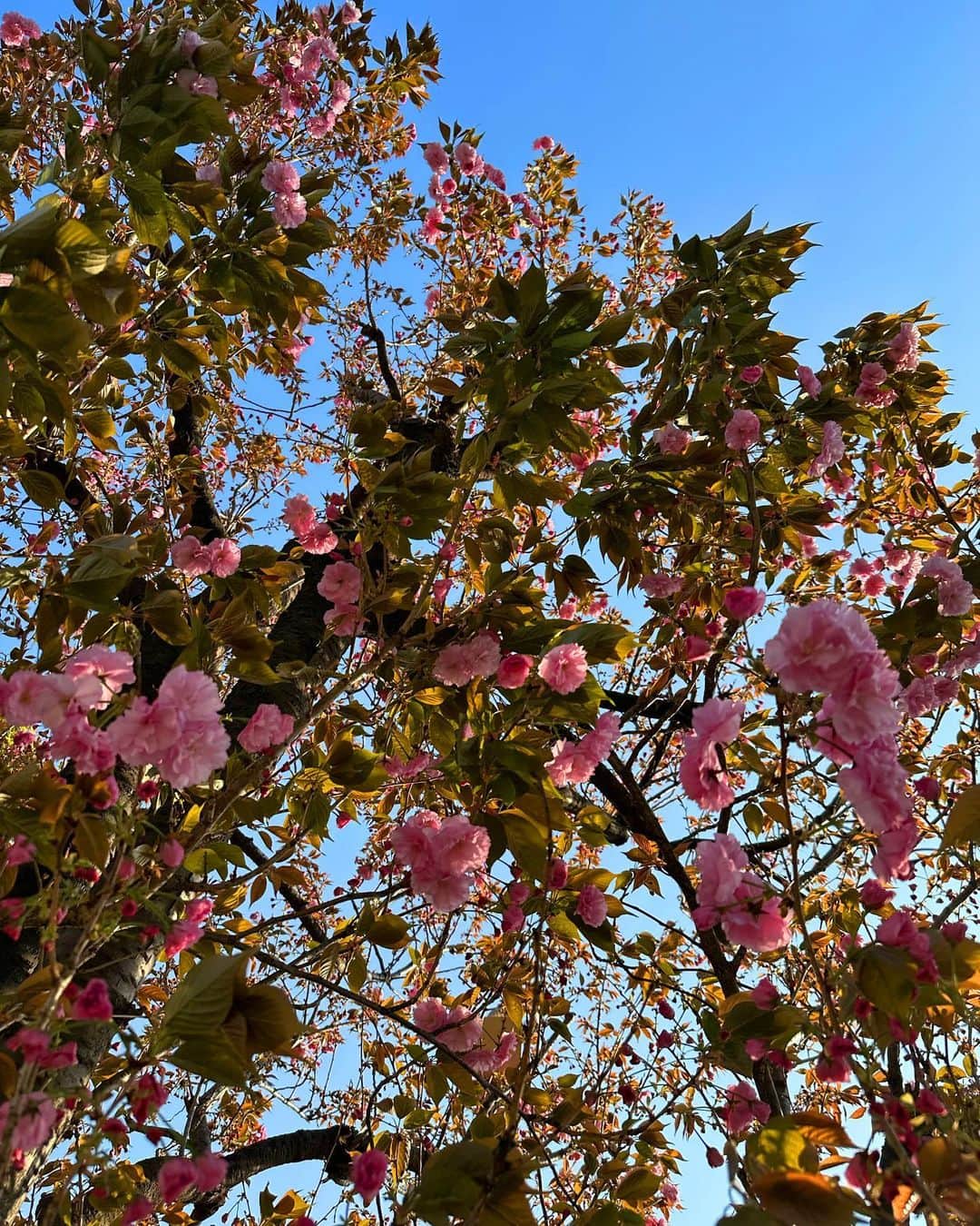 葉月ゆめさんのインスタグラム写真 - (葉月ゆめInstagram)「八重桜 🌸 ぽんぽん、ふりふりしてて可愛い。 毎年楽しみにしているから 今年も見る事ができて大満足 ☺️  ファンの皆さまとお花見する会とかあったら とっても楽しそう！」4月3日 18時09分 - yume_hazuki