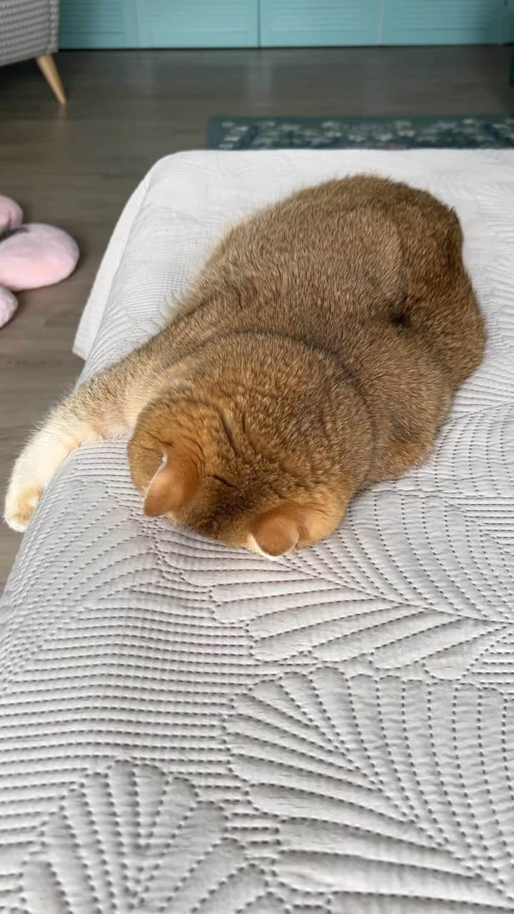 のインスタグラム：「Monday is… 🥱」