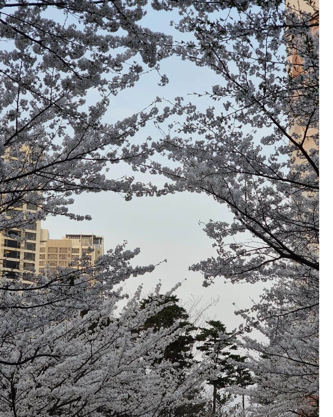 シム・ウンジンさんのインスタグラム写真 - (シム・ウンジンInstagram)「꽃 좋아하기 시작하고 사진찍기 시작하면 어른이랬는데... ㅋㅋㅋ 벚꽃이 활짝핌과 동시에 꽃향기가 기분 참 좋게해준다는~😄😄   #봄」4月3日 18時16分 - eundung81