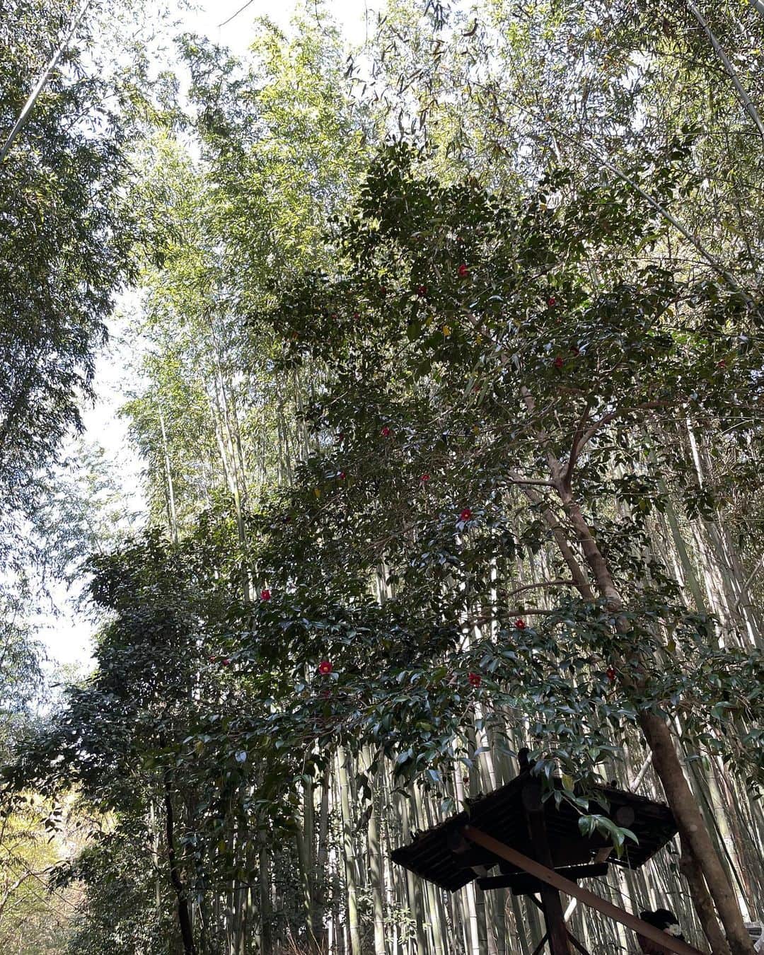 此ノ木よしるさんのインスタグラム写真 - (此ノ木よしるInstagram)「🌸  #嵐山 #京都 #kyoto #渡月橋 #竹林 #竹林の小径 #ぬい撮り」4月3日 18時30分 - y_konogi