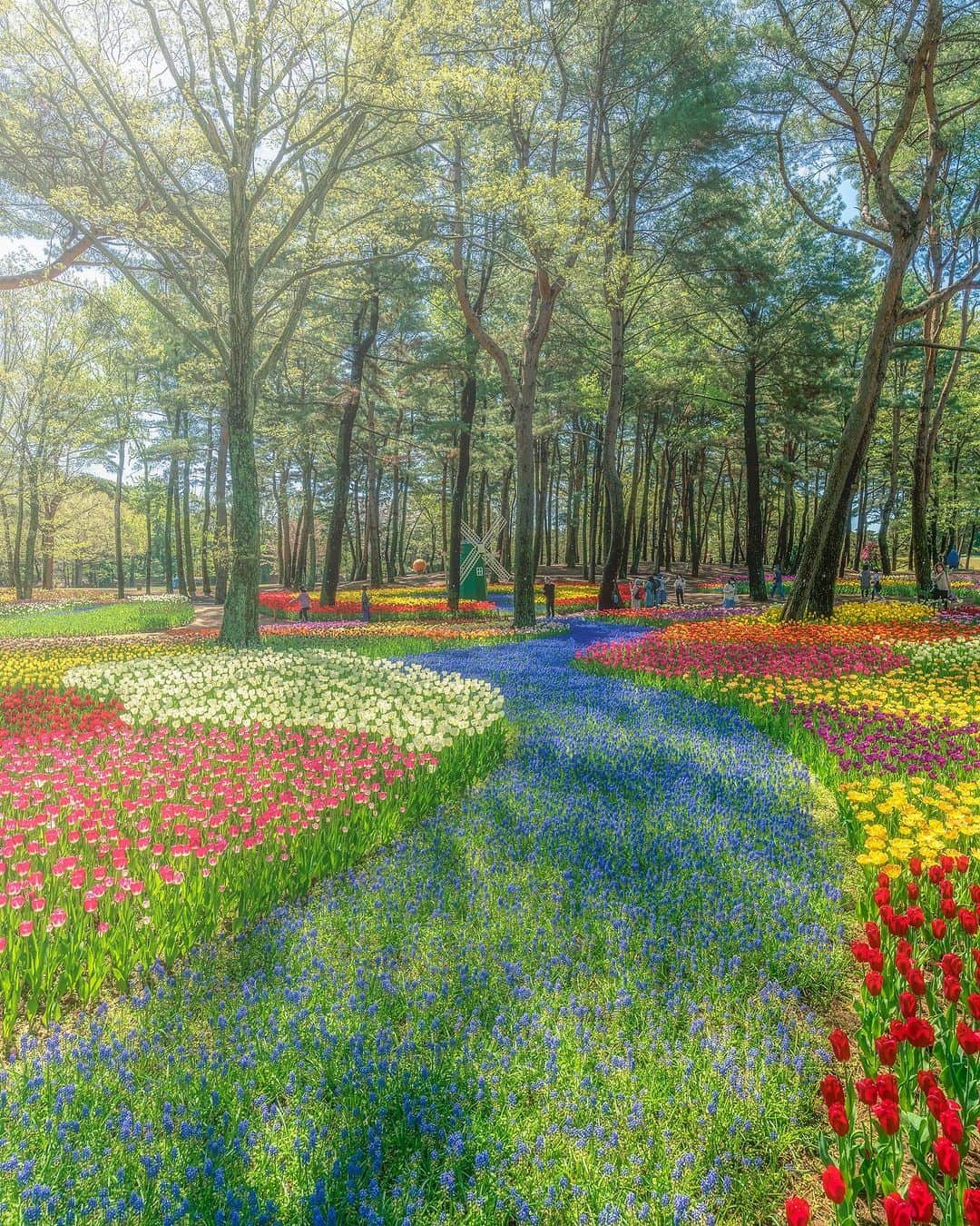 ピーチ・アビエーションさんのインスタグラム写真 - (ピーチ・アビエーションInstagram)「空へと続いていきそうなネモフィラの絨毯🥺 #国営ひたち海浜公園 で見られる青の絶景は、必見です！✨  国営ひたち海浜公園は、なんと敷地総面積が東京ディズニーランドの約5倍もある広大な公園で、 四季に咲く花々を見に、毎年たくさんの方が来園します！ 特に、4月中旬〜5月上旬に見ごろを迎えるネモフィラの花畑は、世界でも日本で有名な絶景のひとつとして注目されています。👀  花の見頃をついつい見逃してしまう方も、2023年はPeachに乗って行ってみませんか？  *入園料金が必要となりますので、あらかじめ公式ウェブサイトをご確認ください。 . . . . . . . . . . . . . . . . . . . . . . . . . . . . . . . . . . . ▶Photo by： @washima12 OOKINI!! ▶Place： #茨城 ▶見頃：4月中旬〜5月上旬 . . . . . . . . . . . . . . . . . . . . . . . . . . . . . . . . . . . . Peachでは各就航地で撮影された皆さまのお写真をInstagramでご紹介させていただいています。 #fly_peach をつけて投稿してください✨ . #茨城観光 #茨城旅行 #ネモフィラ #ネモフィラの丘 #春の花 #国内旅行 #花が好きな人と繋がりたい #peachaviation #ig_japan #japantrip #japan_of_insta #lcc #bestphoto_japan #instagood #japan_travel #nemophila #flowergarden」4月3日 18時30分 - flypeach