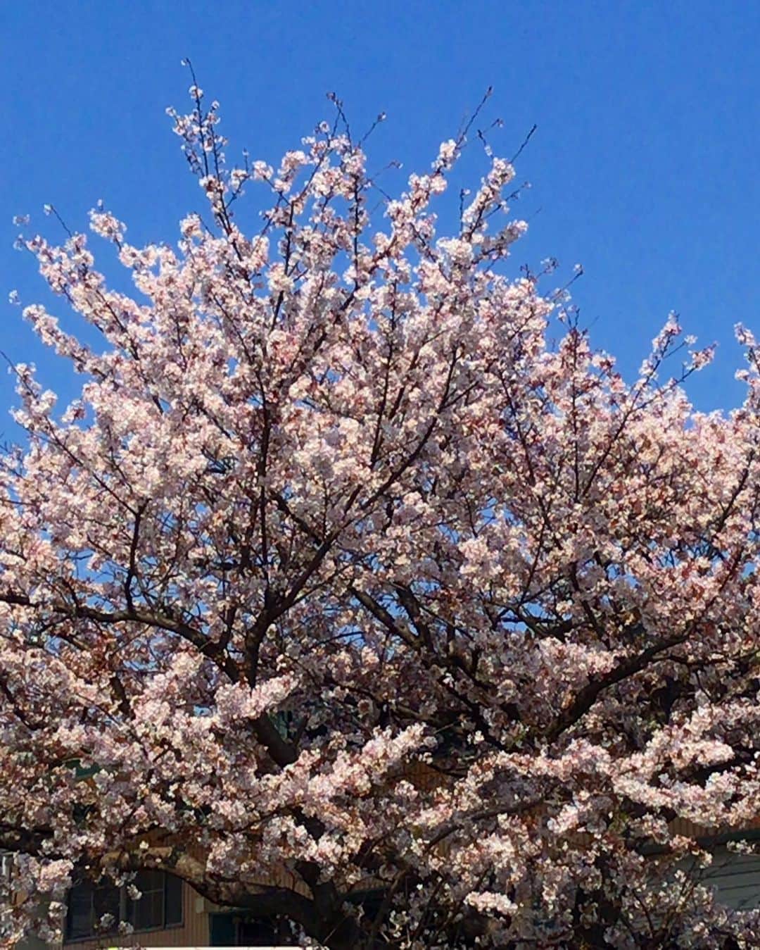 小川知子さんのインスタグラム写真 - (小川知子Instagram)「桜🌸も最後ですねー。  今日は何もないので桜🌸を見ながらドライブ🚗  風があるので寒く感じますが、小春日和の良い日です。  初めて作った納豆キムチチゲ。色々レシピがあるけど、ひき割り納豆を使ったレシピで挑戦。  ひき割り納豆 牛肉or豚肉 豆もやし ジャガイモ キノコ類 生姜 ニンニク 鶏ガラスープ 味噌 砂糖 コチュジャン 万能ネギ 白ゴマ ゴマ油  作り方は検索してね。  美味しかった！ 定番決定ー。  #最後の桜🌸  #納豆キムチチゲ #オイキムチ #トッポギ #小川知子」4月3日 18時30分 - tomoko_ogawa_