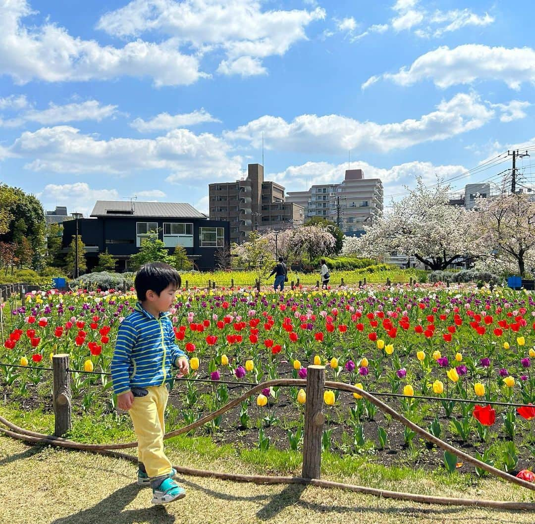 石榑亜紀子さんのインスタグラム写真 - (石榑亜紀子Instagram)「保育園の慣らし保育が きょうからスタート  2時間で帰されたので… 息子と一緒に蘆花公園行ったら 春爛漫でした🌸🌷🌼  トトロもいた！ 可愛い〜！  #春 #春爛漫 #蘆花恒春園 #蘆花公園 #トトロ #お散歩日和 #ピクニック #空 #そらふぉと #空が好き #空が好きな人と繋がりたい #空好きな人と繋がりたい #ランナー #ランニング女子 #ランニング好きな人と繋がりたい #ランナー #ランニング部  #ランニングアドバイザー #走る気象予報士 #アスリートフードマイスター2級 #食育インストラクター #空好きと繋がりたい」4月3日 18時34分 - guregure_46