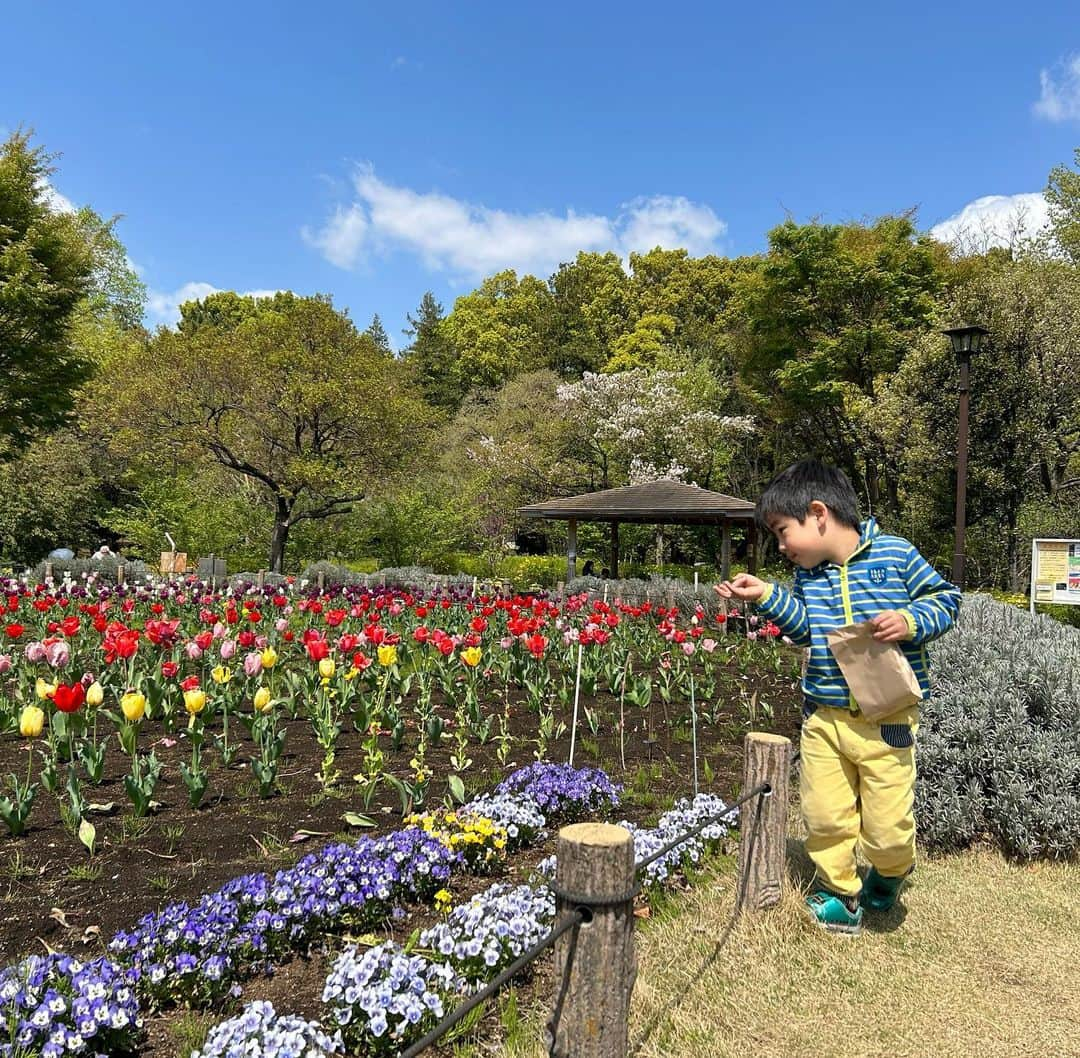 石榑亜紀子さんのインスタグラム写真 - (石榑亜紀子Instagram)「保育園の慣らし保育が きょうからスタート  2時間で帰されたので… 息子と一緒に蘆花公園行ったら 春爛漫でした🌸🌷🌼  トトロもいた！ 可愛い〜！  #春 #春爛漫 #蘆花恒春園 #蘆花公園 #トトロ #お散歩日和 #ピクニック #空 #そらふぉと #空が好き #空が好きな人と繋がりたい #空好きな人と繋がりたい #ランナー #ランニング女子 #ランニング好きな人と繋がりたい #ランナー #ランニング部  #ランニングアドバイザー #走る気象予報士 #アスリートフードマイスター2級 #食育インストラクター #空好きと繋がりたい」4月3日 18時34分 - guregure_46