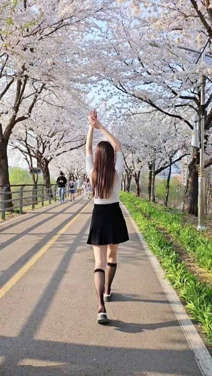 우~~사기다のインスタグラム：「동네 볒꽃 길」
