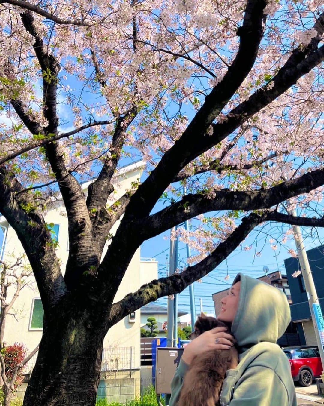 朱崇花さんのインスタグラム写真 - (朱崇花Instagram)「🌸🐶 #思い出#横浜#大好き#桜#お花見」4月3日 18時42分 - venytan_1027