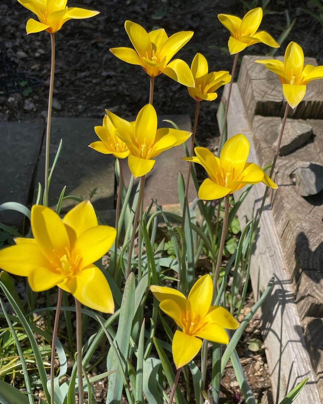 のインスタグラム：「恒例！🌼🌱 毎年、同じ花や緑なんで…またか！と お思いかと思いますが、 うちの庭の 春の訪れのワンシーンなので。  原種チューリップ ギボウシ」