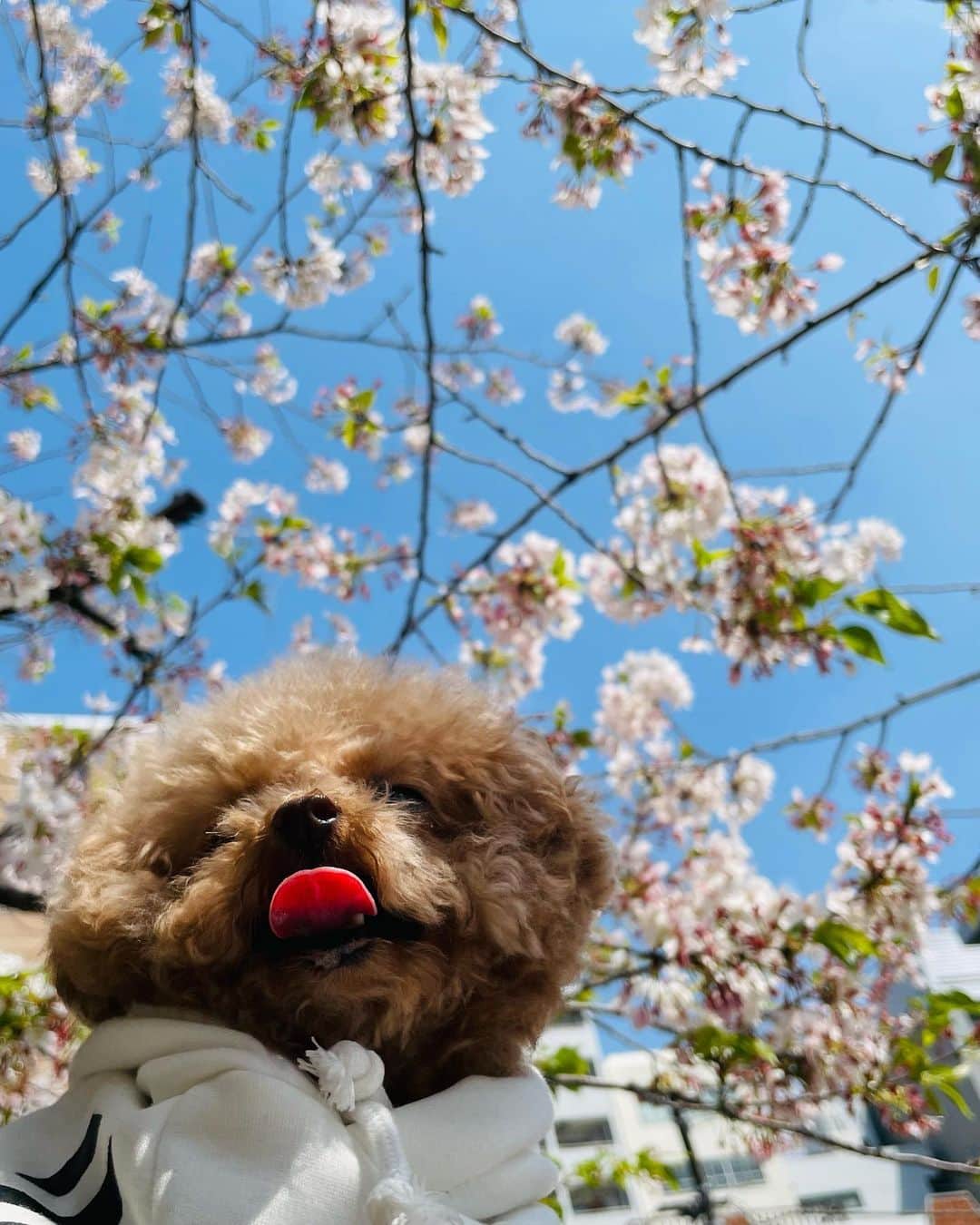 葉月芽生さんのインスタグラム写真 - (葉月芽生Instagram)「お花見🐕🐩🌸  桜ってきれい！ ずっと見てられる☺️💗  #桜  #春  #お花見  #spring  #cherryblossom」4月3日 18時46分 - mei_hazuki