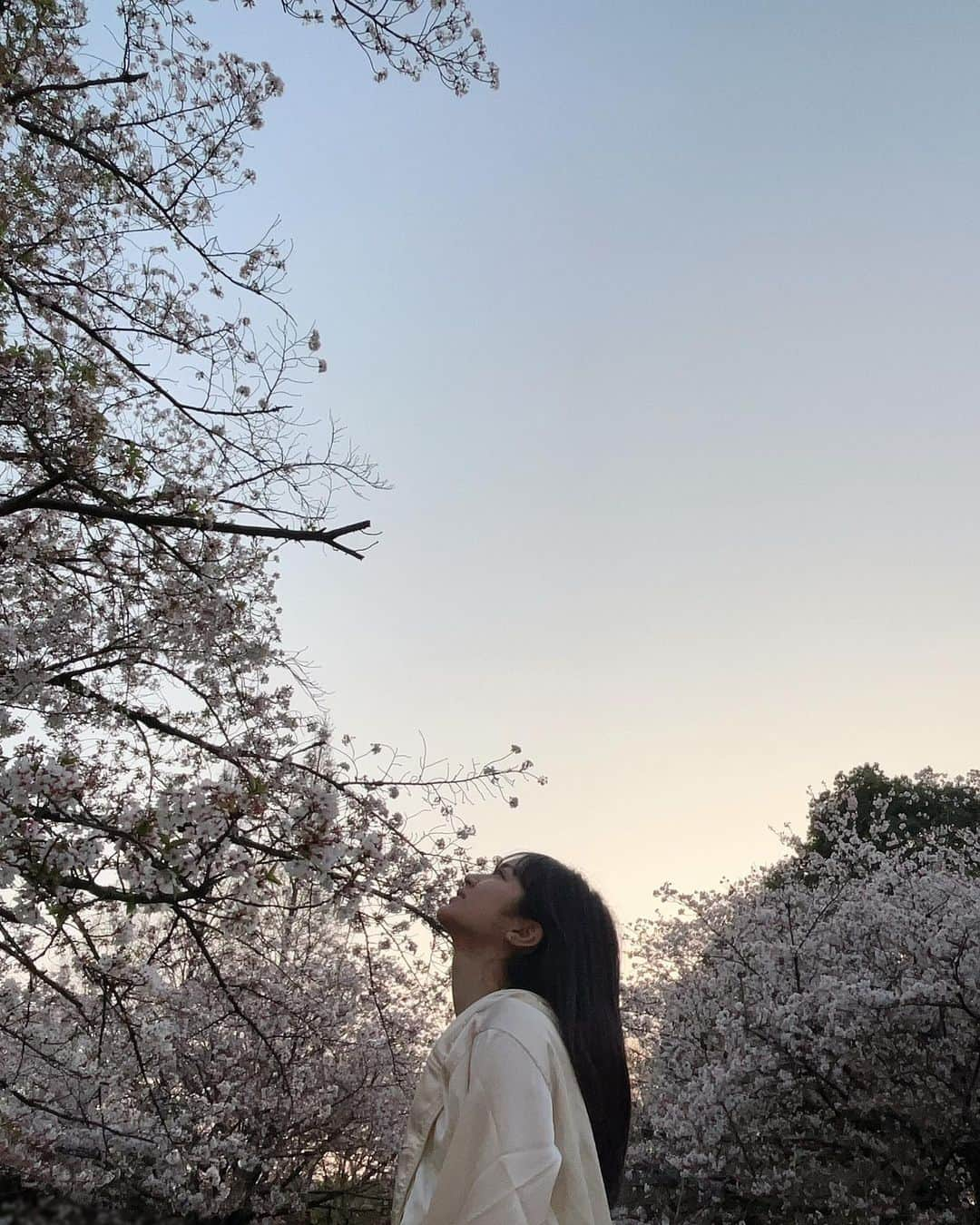 芳野心咲さんのインスタグラム写真 - (芳野心咲Instagram)「桜。  ・  ・  ・  ・  ・  #idol #アイドル #あいどる #NMB48 #nmb #07line #08line #ootd #oufit #Japan #15歳 #芳野心咲 #桜 #cherryblossom #春 #spring #jk #儚い  #エモい」4月3日 18時50分 - misakiyoshino.0113