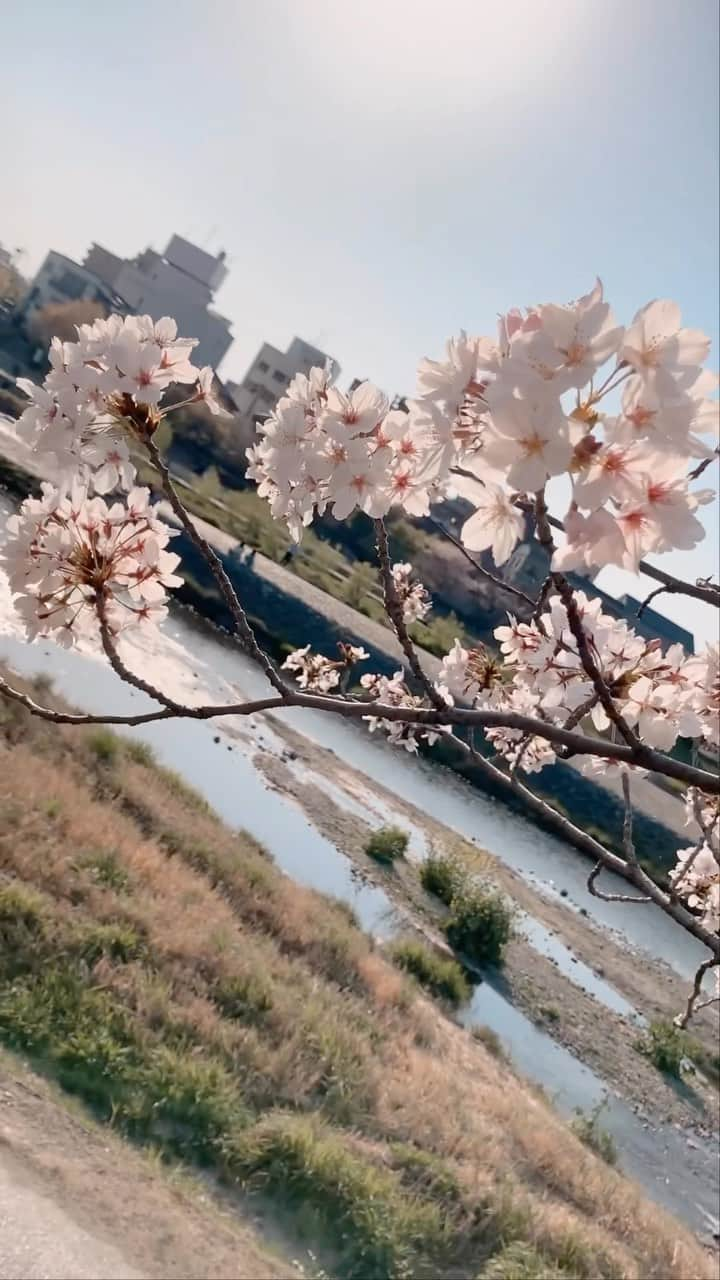 Yuka Kaedeのインスタグラム：「. . Kyoto,Japan . . . . #_asyuka_ #cherryblossom #kyotojapan #japantravel #japantrip #beautifuldestinations #beautifulplaces #beautifulnature  #igersjp #japanphotography #visit_japan #japan_art_photography #photo_jpn #japan_great_view  #art_of_japan_ #beautifuldestinations #softness_and_lovely」