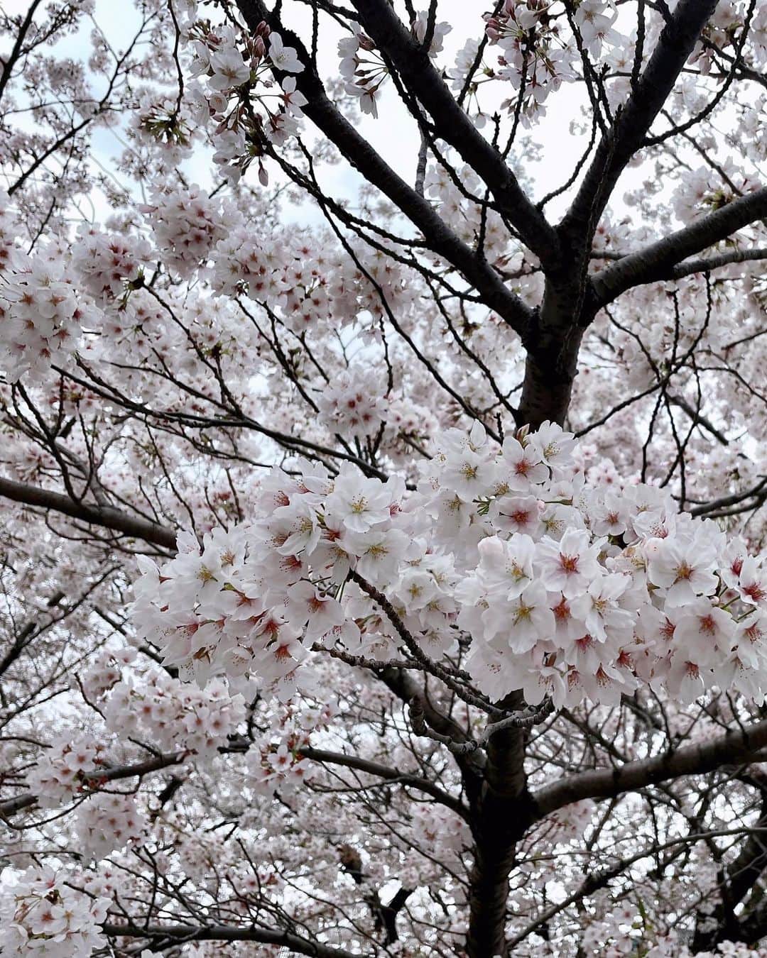 towanaさんのインスタグラム写真 - (towanaInstagram)「今年の桜も 雨やぼんやり花曇りの日が多かったな🌫🌸 視界いっぱいの美しさ。また来年」4月3日 18時52分 - towana