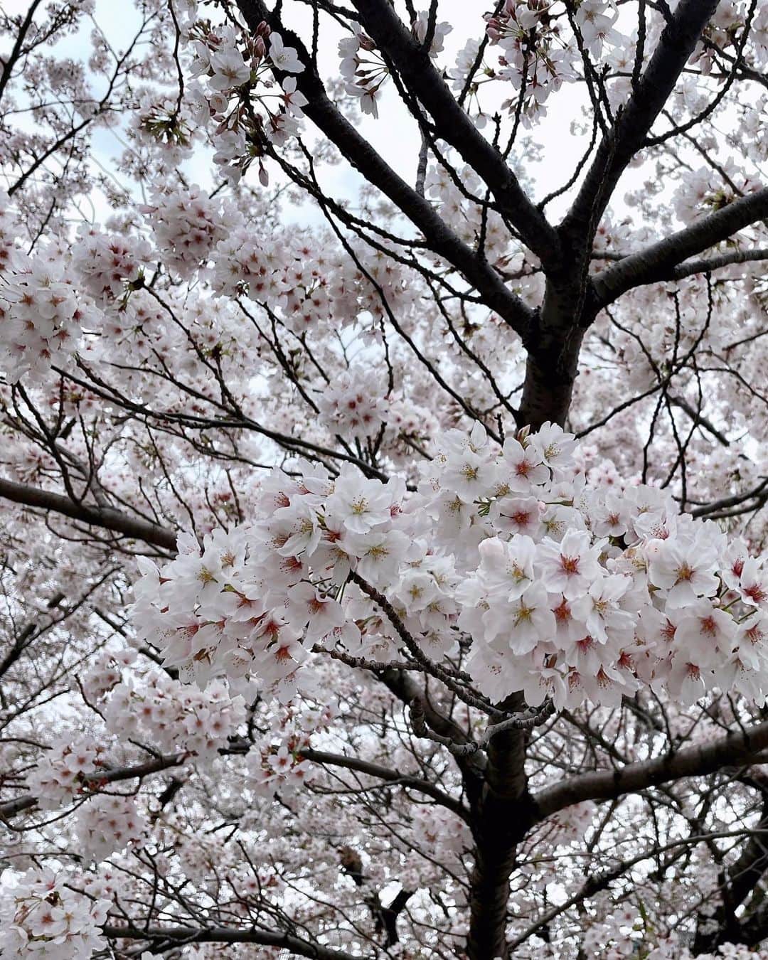 towanaのインスタグラム：「今年の桜も 雨やぼんやり花曇りの日が多かったな🌫🌸 視界いっぱいの美しさ。また来年」