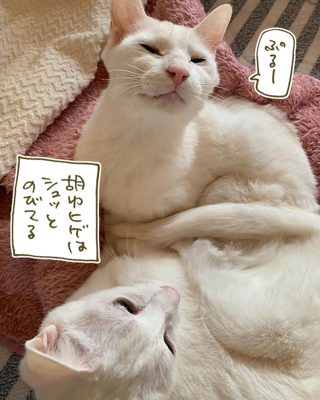 くるねこ大和さんのインスタグラム写真 - (くるねこ大和Instagram)「ムダ毛処理  #マル胡ゆ  #ムダ毛処理」4月3日 18時56分 - kuru0214neko