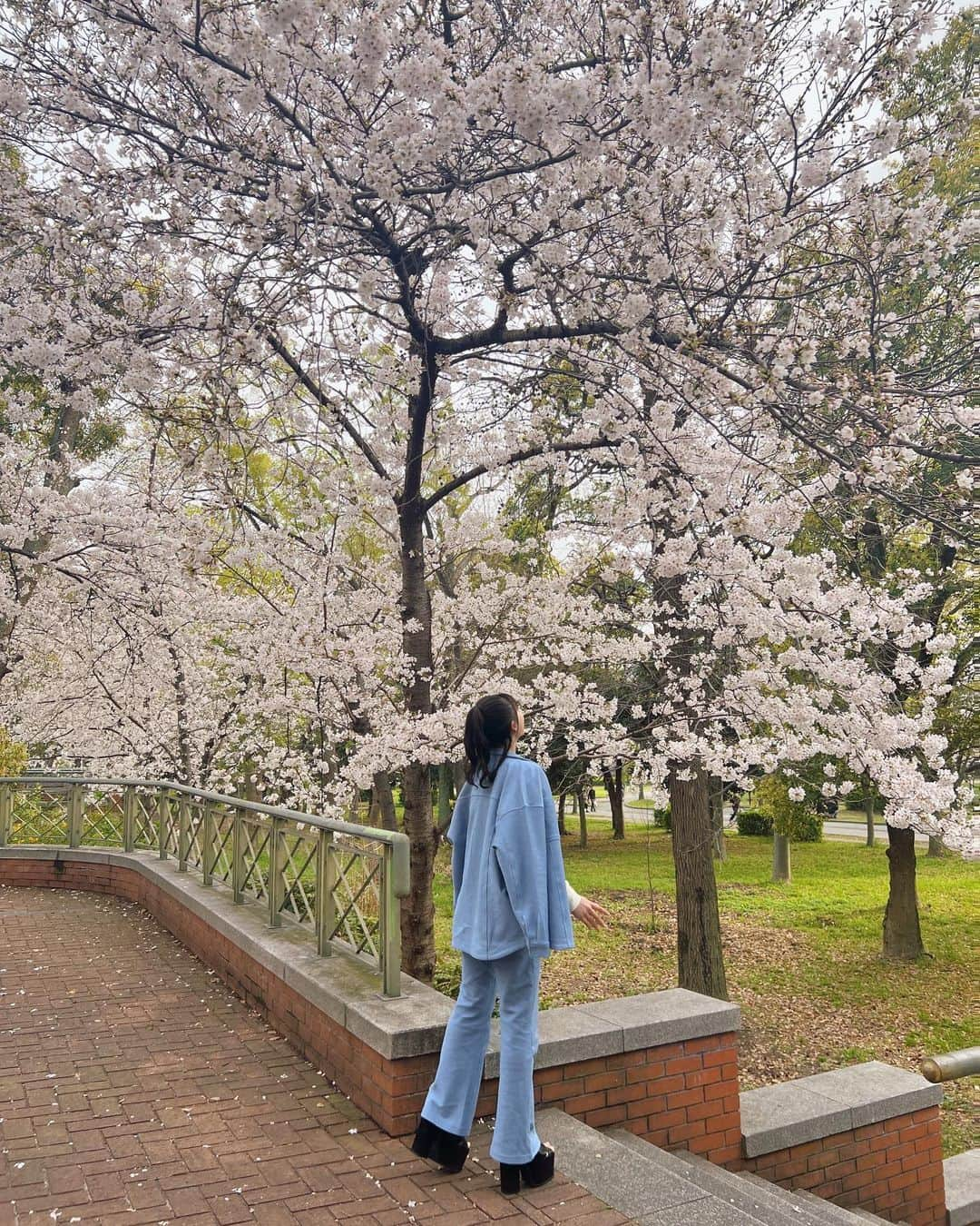 仲本愛美さんのインスタグラム写真 - (仲本愛美Instagram)「散ってしまうのが寂しい🌸🌸🌸🌸🌸🌸  トップス　@xgirljp  セットアップ @xgirljp」4月3日 19時01分 - manamana_kimono