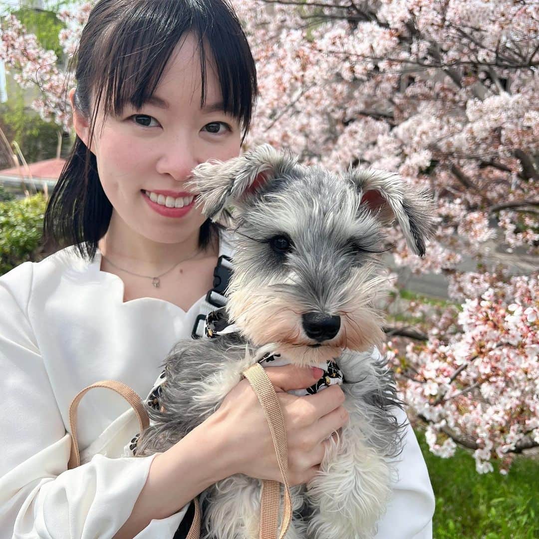 紀伊さつきのインスタグラム：「・  花粉で瀕死ですが、お散歩ついでにアンジュと📸  ちょっとマスクを外したらすぐにぐずぐずになったので 今年は噂通りおそろしいぞ…と震えました。  でも桜はとっても綺麗です🌸  ✼••┈┈┈┈••✼••┈┈┈┈••✼  #お花見散歩 #桜 #sakura  #シュナウザー #ミニチュアシュナウザー #パピー #パピー犬 #犬のいる暮らし #犬のいる生活  #シュナのいる暮らし #シュナ好きさんと繋がりたい #dog  #schnauzer #miniatureschnauzer #minischnauzer #doglover #dogstagram #instadog  ✼••┈┈┈┈••✼••┈┈┈┈••✼」