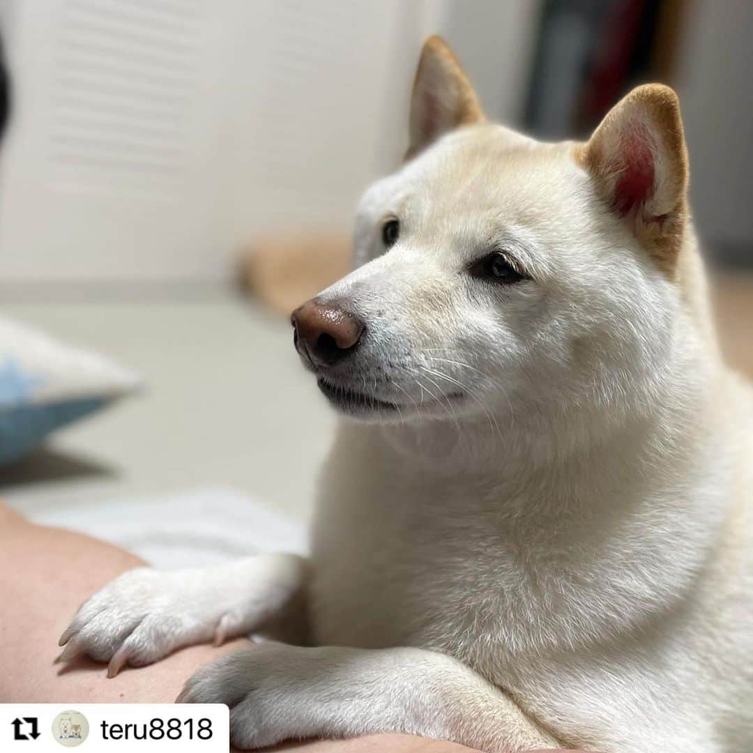【公式】いぬのきもち・ねこのきもちのインスタグラム：「#Repost @teru8818 さんのマルくん。  「オトン、おやつちょうだい」  腕の上に手をのせて 待ってるなんてお利口さん💕  ハッシュタグ #いぬのきもち #ねこのきもち に投稿いただいた可愛い写真をご紹介しています！ 「いぬのきもちWEB　MAGAZINE」、「ねこのきもちWEB MAGAZINE」でもご紹介させていただくことも！  -------------------  .  #いぬ #いぬすたぐらむ #いぬのいる暮らし #いぬのきもち #いぬ好き #犬 #犬好きさんと繋がりたい #犬のいる生活 #犬と暮らす #犬好き #dog #dogsofinstagram #dogstagram  #shibainu #豆柴」
