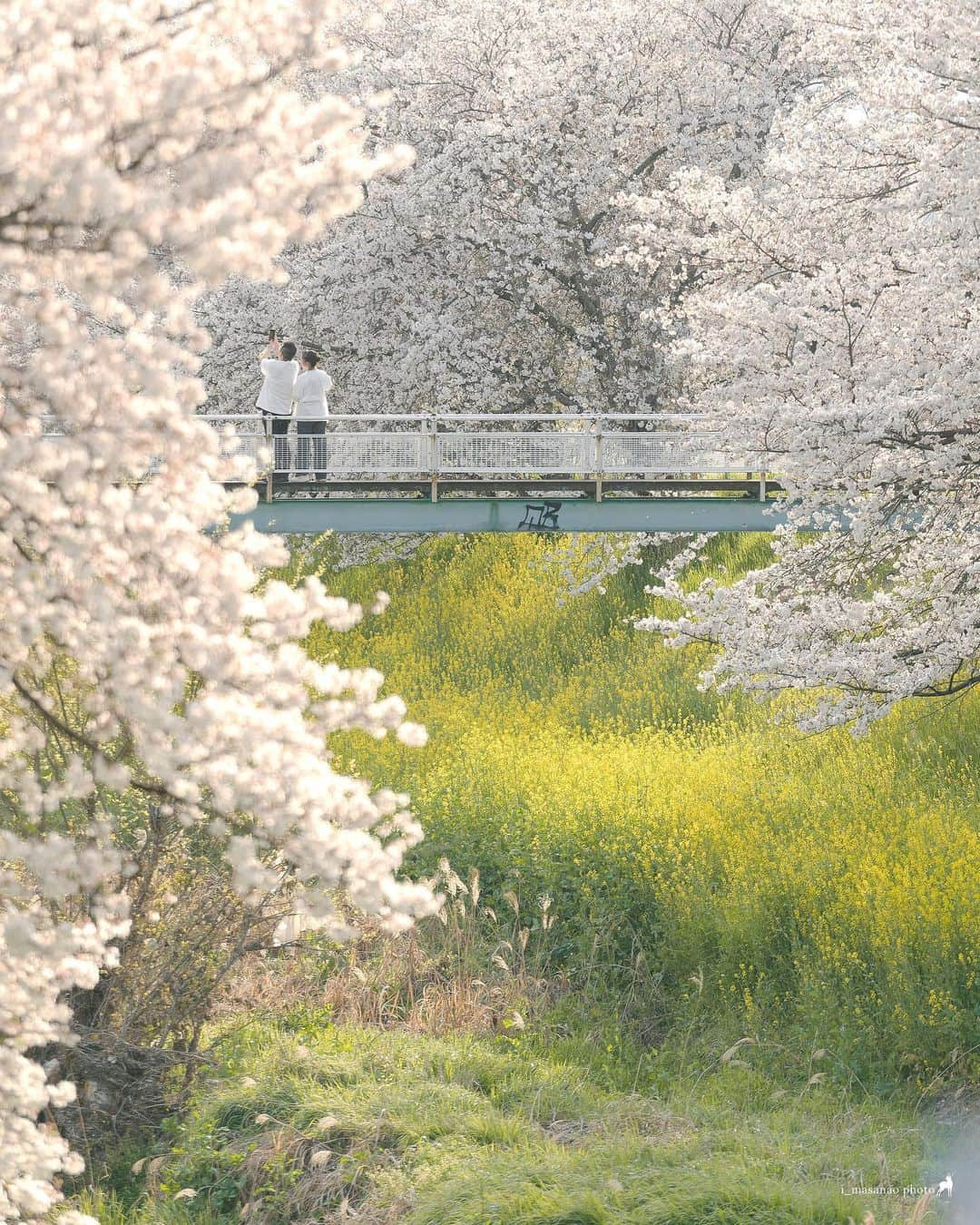 иαяα & куσтσ νιятυαℓ ωσяѕhιρのインスタグラム：「. 佐保川の桜並木🌸 . 大和郡山市九条公園から佐保川に入り三条辺りまでプラプラ散歩しました。 奈良が誇る5Kmにもおよぶ川沿いの桜並木は毎年圧巻の景観です。  ＝＝＝＝＝＝＝＝＝＝＝＝＝＝＝＝＝＝＝＝＝  Location：Nara Japan Gear：SONY α7Ⅲ Lens：Canon EF70-200mm f4l  Please share and follow my page. @i_masanao  ＝＝＝＝＝＝＝＝＝＝＝＝＝＝＝＝＝＝＝＝＝  #桜🌸 #桜の木 #桜の花 #佐保川 #桜並木 #奈良観光 #はなまっぷ #奈良県景観資産 #わたしは奈良派 #narajapan #photo_jpn #team_jp_ #lovers_nippon #retrip_nippon #wu_japan #japan_of_insta #team_jp_ #nipponpic #japan_daytime_view」